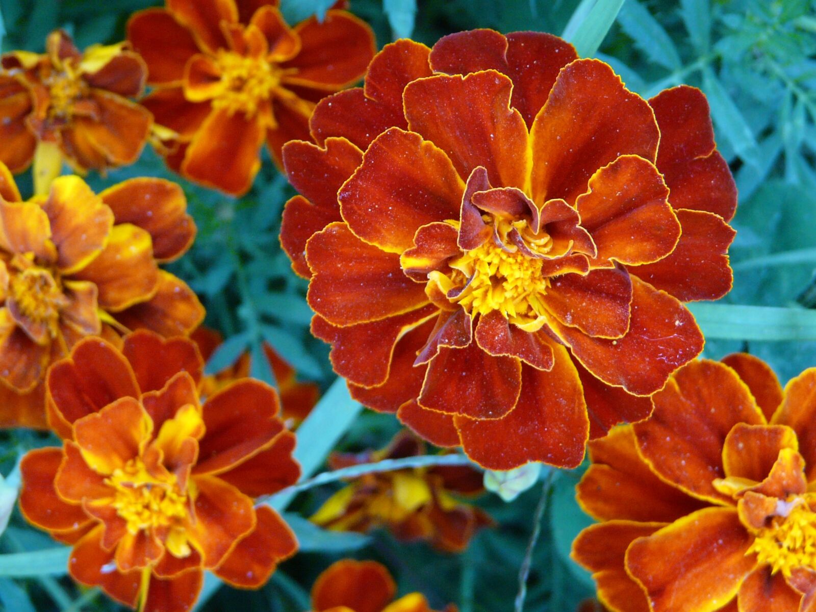 Panasonic DMC-FZ18 sample photo. Flower, flowers, orange photography