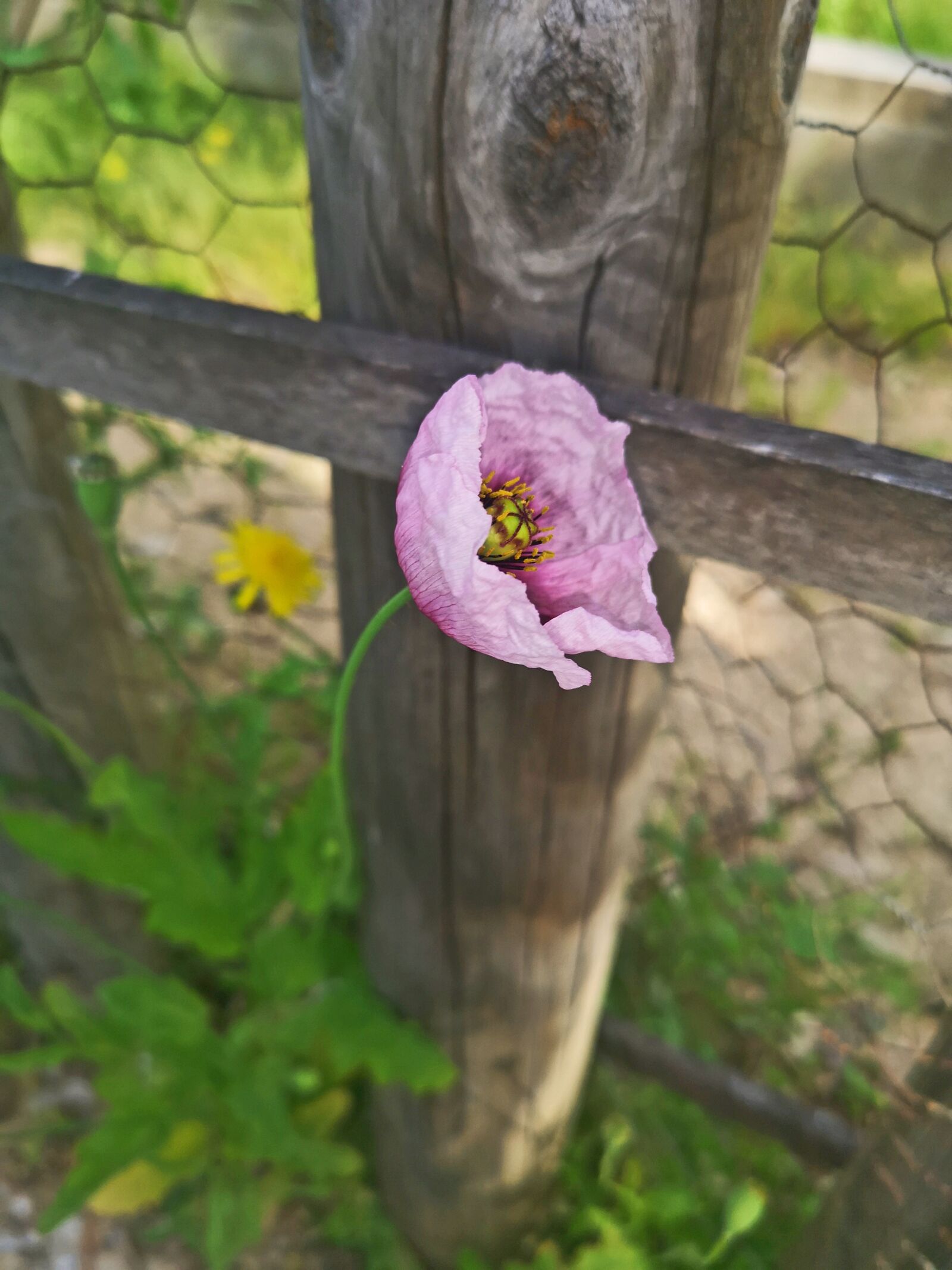 HUAWEI CLT-L09 sample photo. Poppy, flower, summer photography