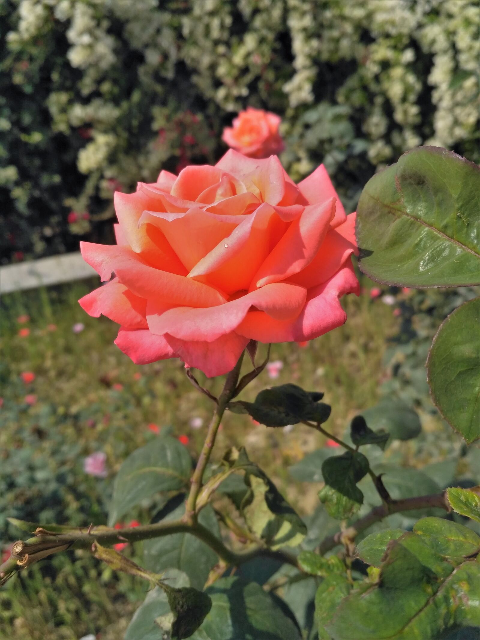 Xiaomi Redmi 3S sample photo. Rose, bloom photography