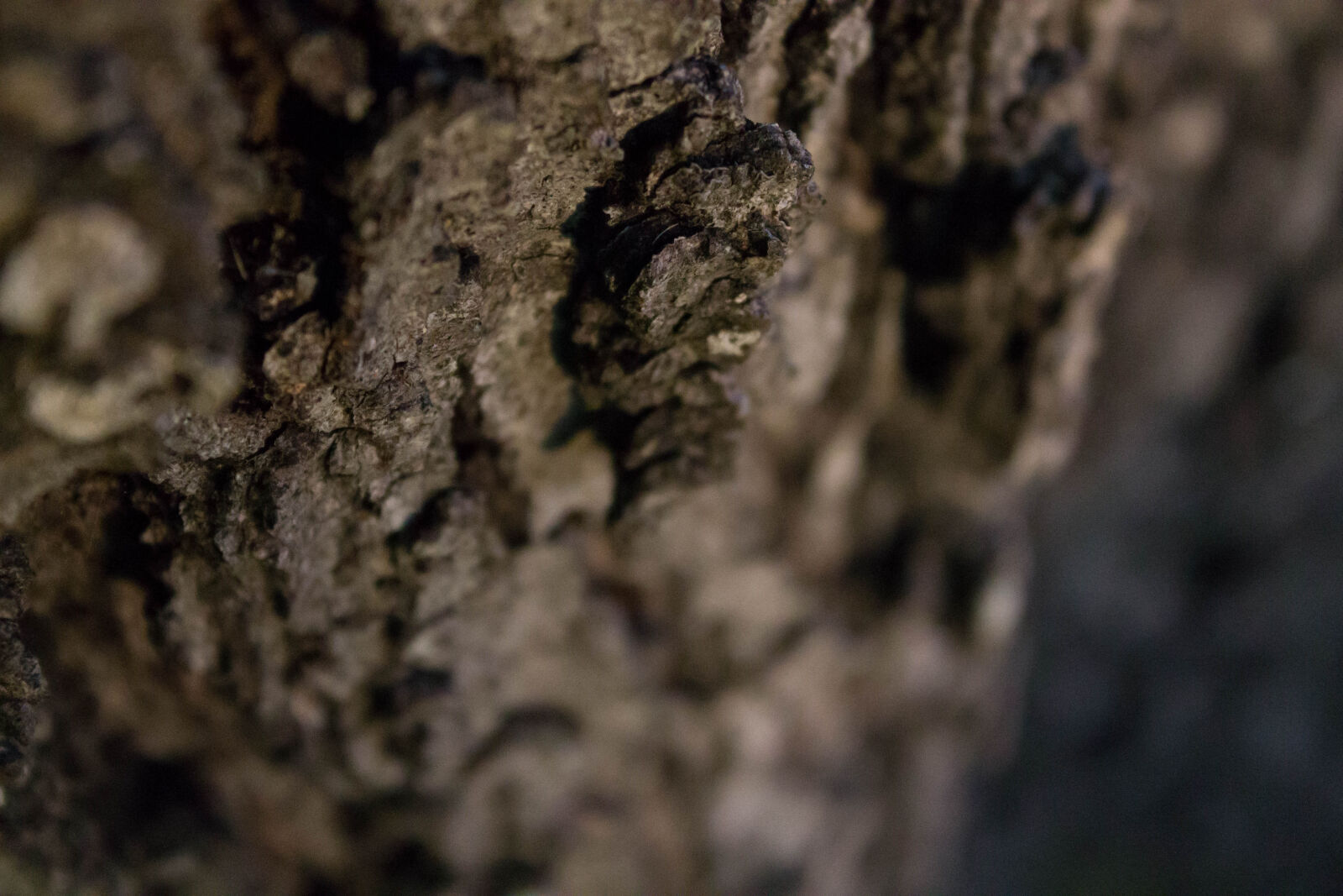Canon EOS 1100D (EOS Rebel T3 / EOS Kiss X50) sample photo. Depth, of, field, tree photography