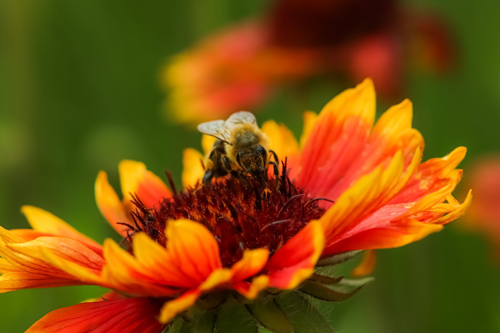 Canon EOS 200D (EOS Rebel SL2 / EOS Kiss X9) sample photo. Bee, honey bee, western photography