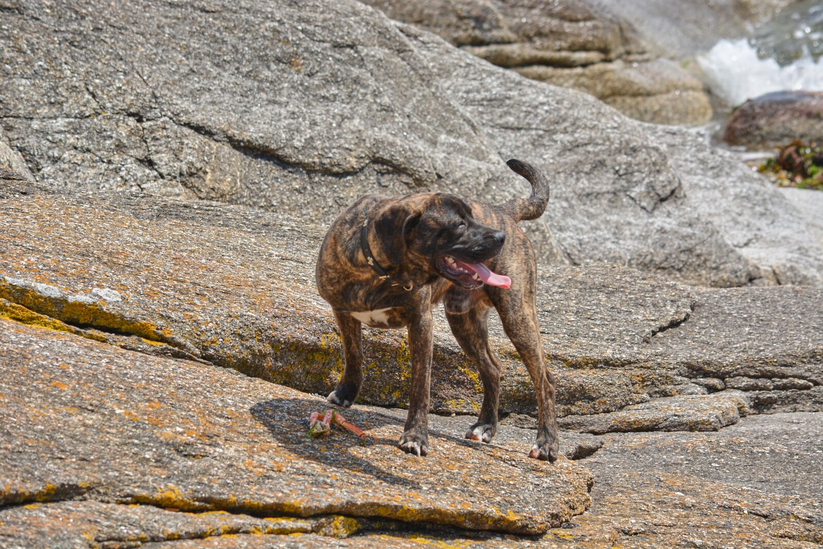 Nikon D5200 sample photo. Dog, canine, animal photography