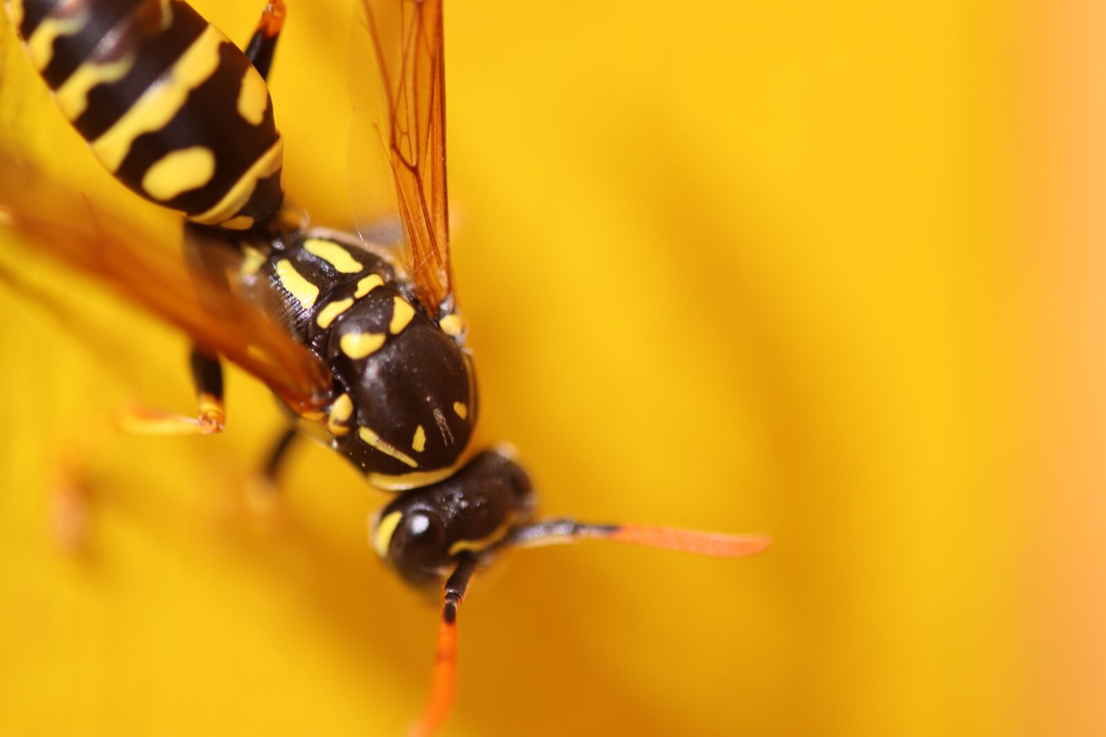 Canon EOS 90D sample photo. Wasp, yellow, common photography