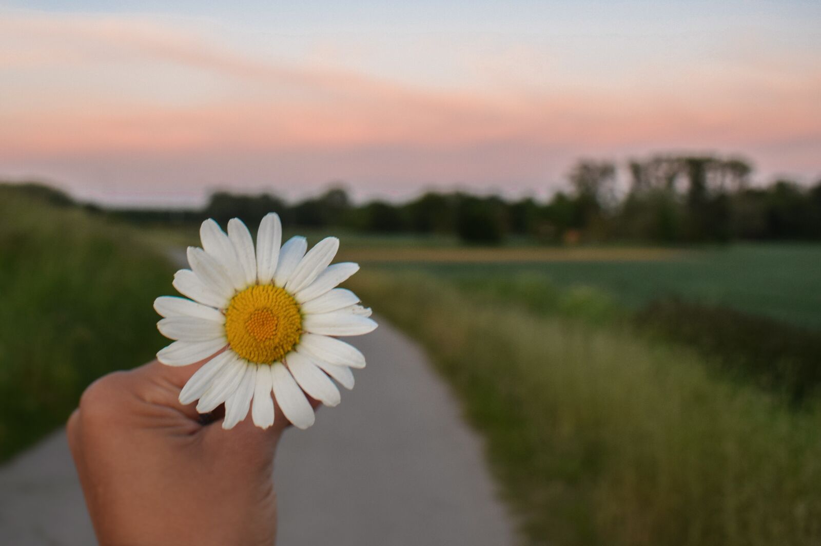 Nikon D5300 sample photo. Flower, nature, spring photography