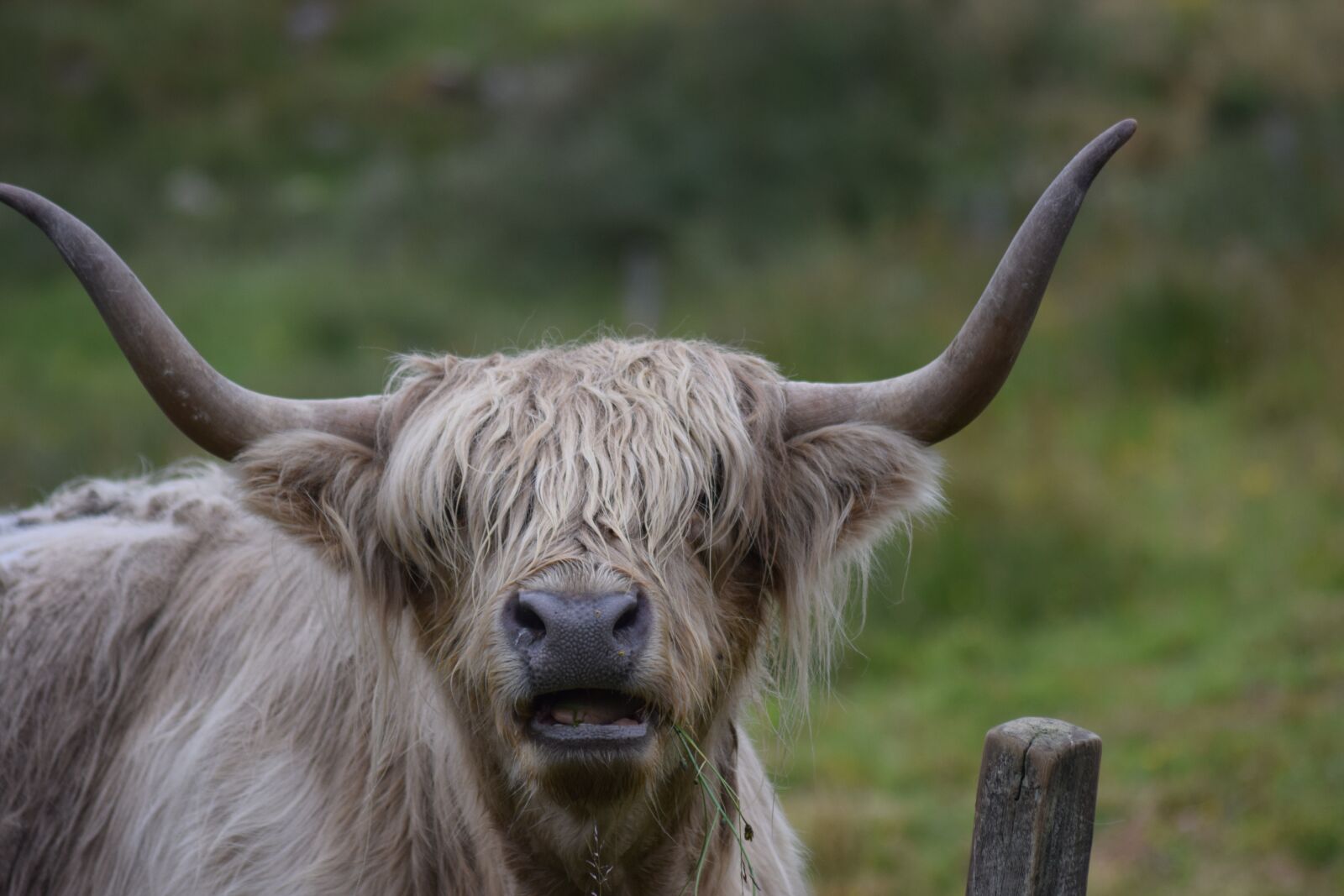 Nikon D5300 sample photo. Highland cow, cow, animal photography