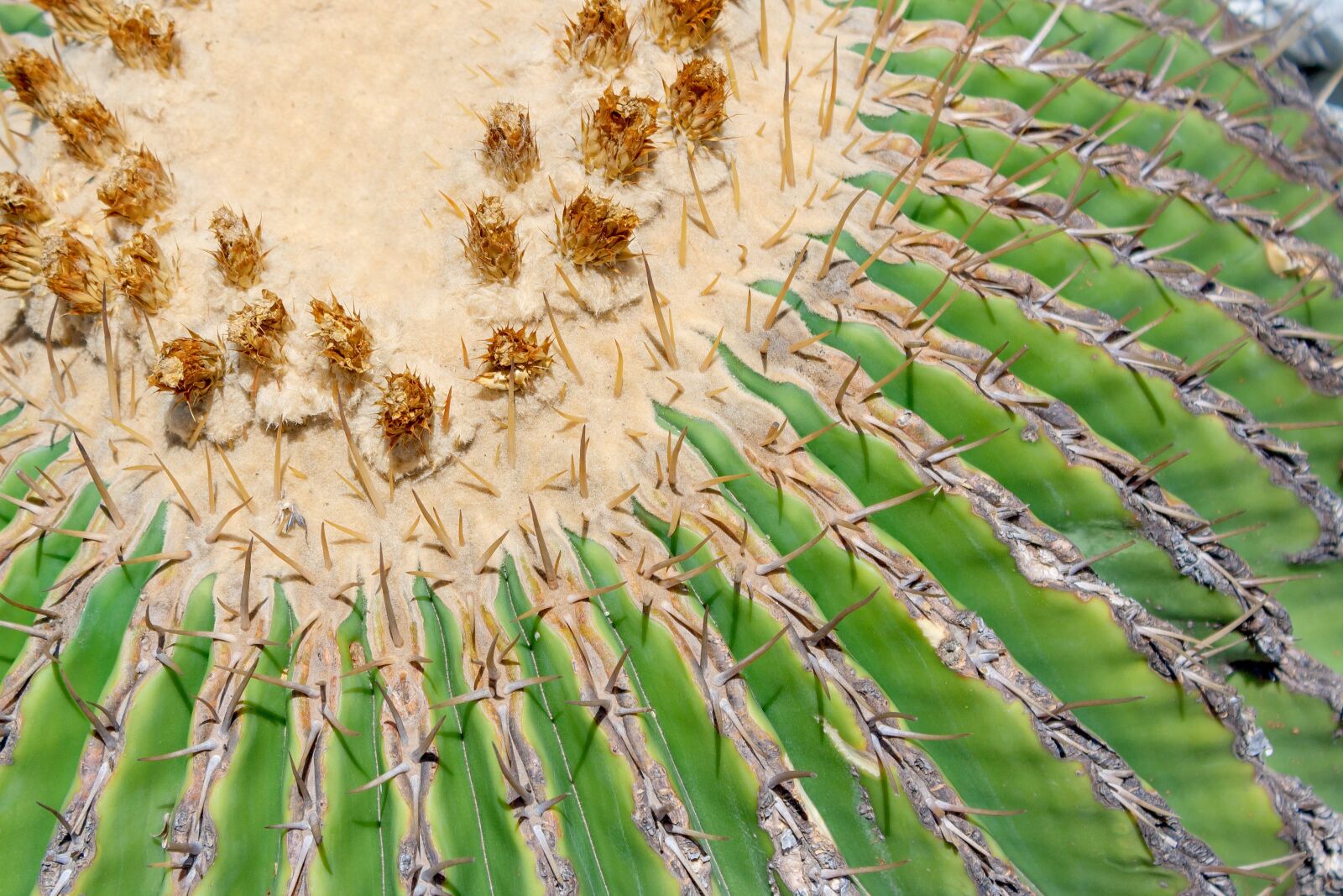 Canon EOS 1000D (EOS Digital Rebel XS / EOS Kiss F) sample photo. Cactus, closeup, nature photography