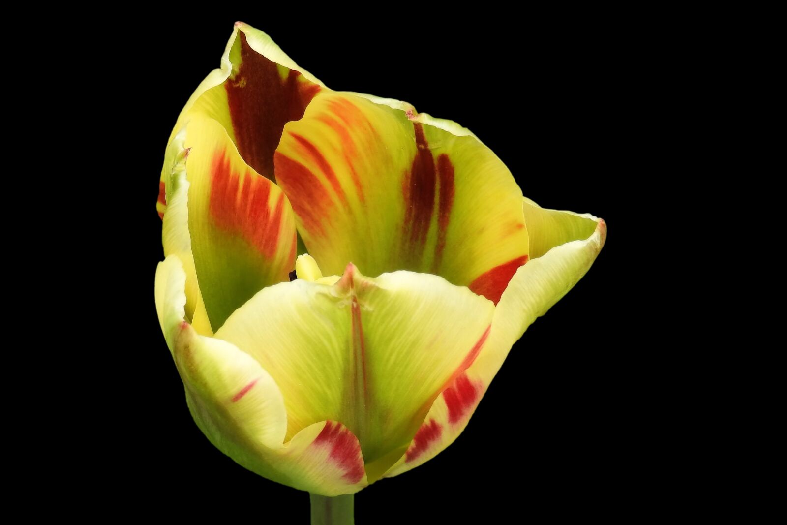 Nikon Coolpix P900 sample photo. Tulip, blossom, bloom photography