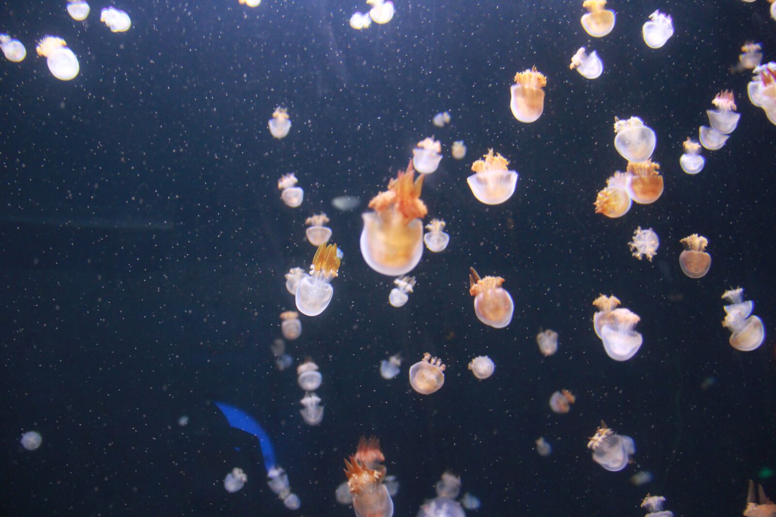 Canon EOS 60D sample photo. Jellyfish, marine aquarium, water photography