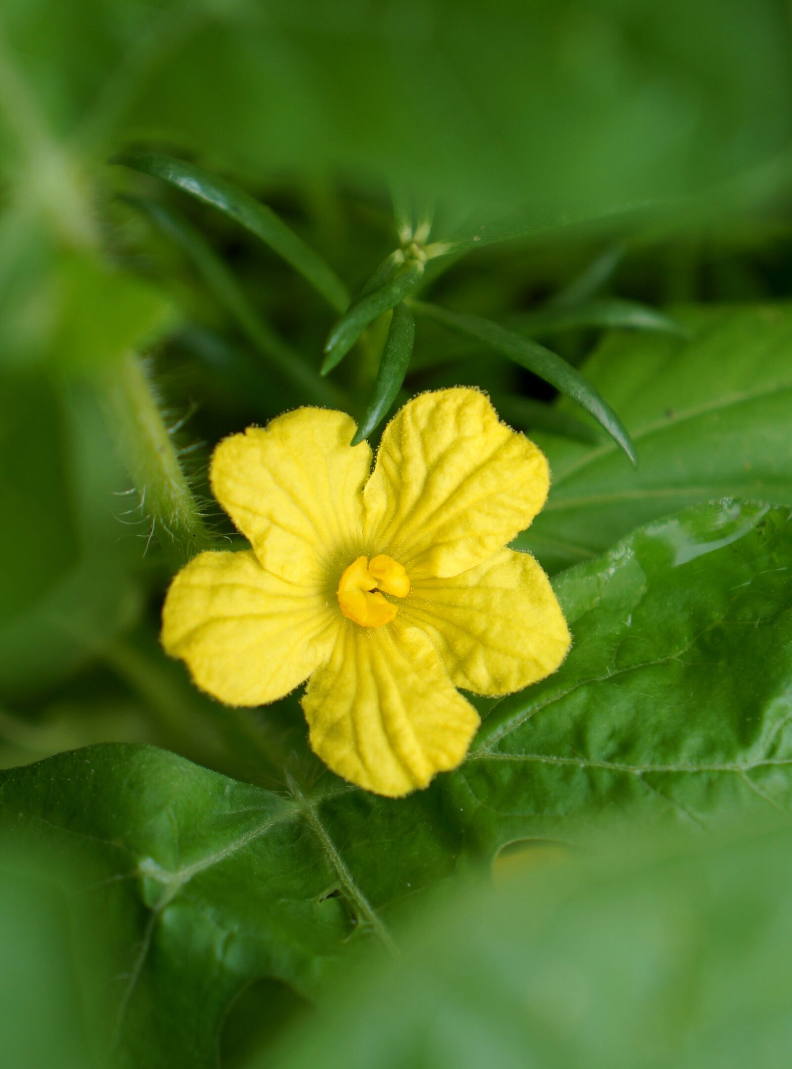 Sony Alpha NEX-F3 + Sony E 18-55mm F3.5-5.6 OSS sample photo. Yellow flowers, floral leo photography
