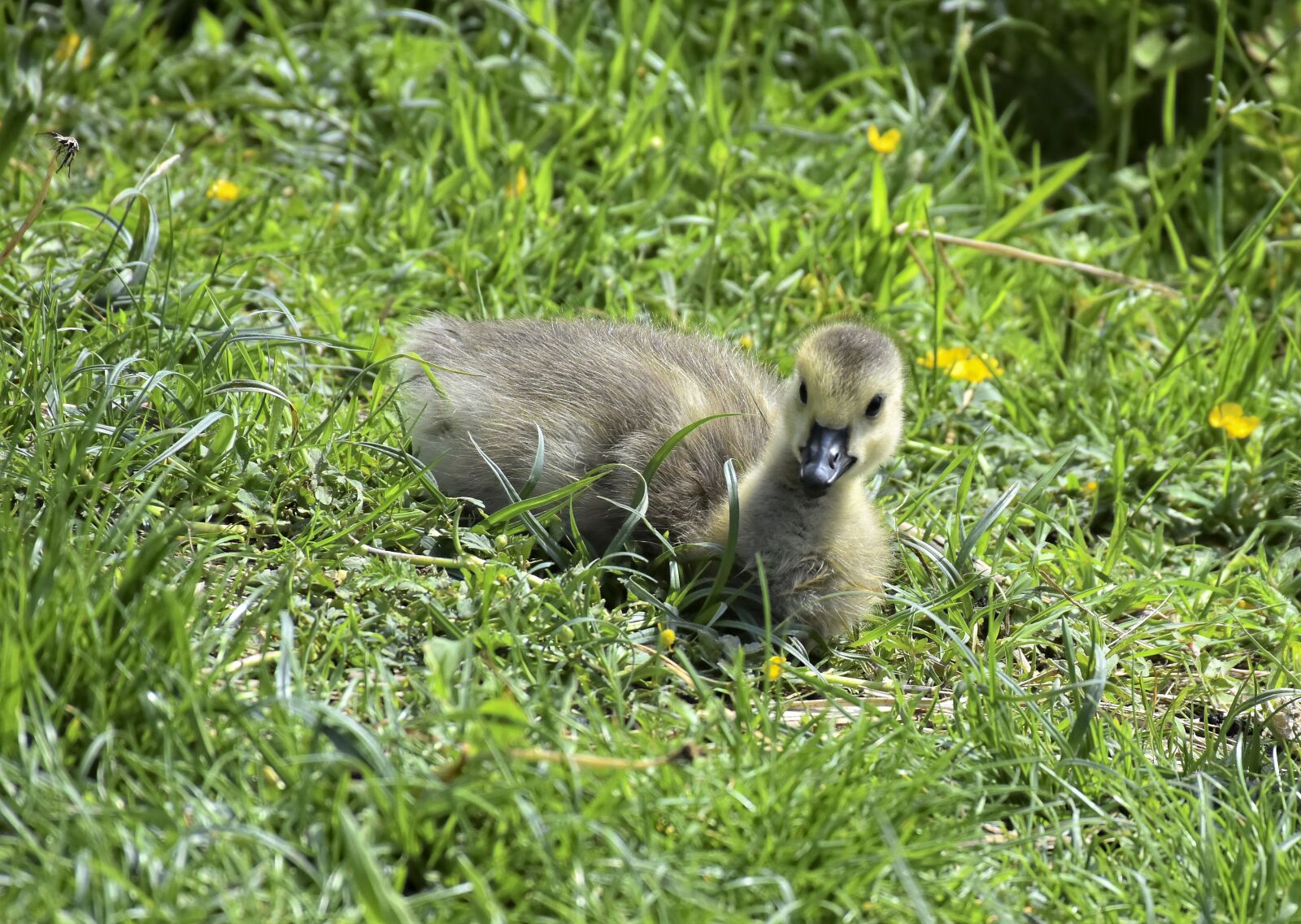 Nikon D7200 sample photo. Goose geese chicks, canada photography