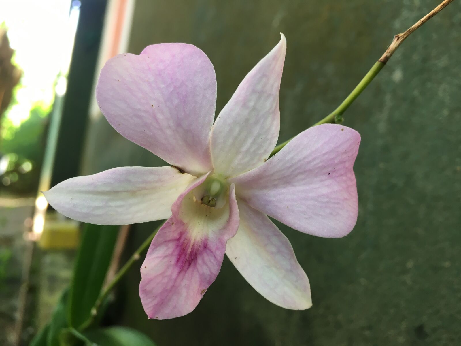 Apple iPhone 6s sample photo. Orchid, flowers, colors photography