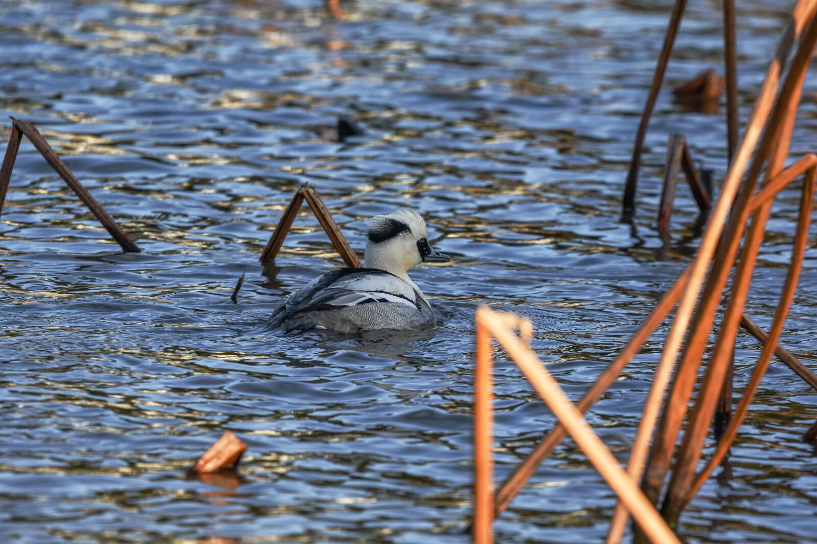 Nikon D7200 sample photo. Animal, pond, water photography