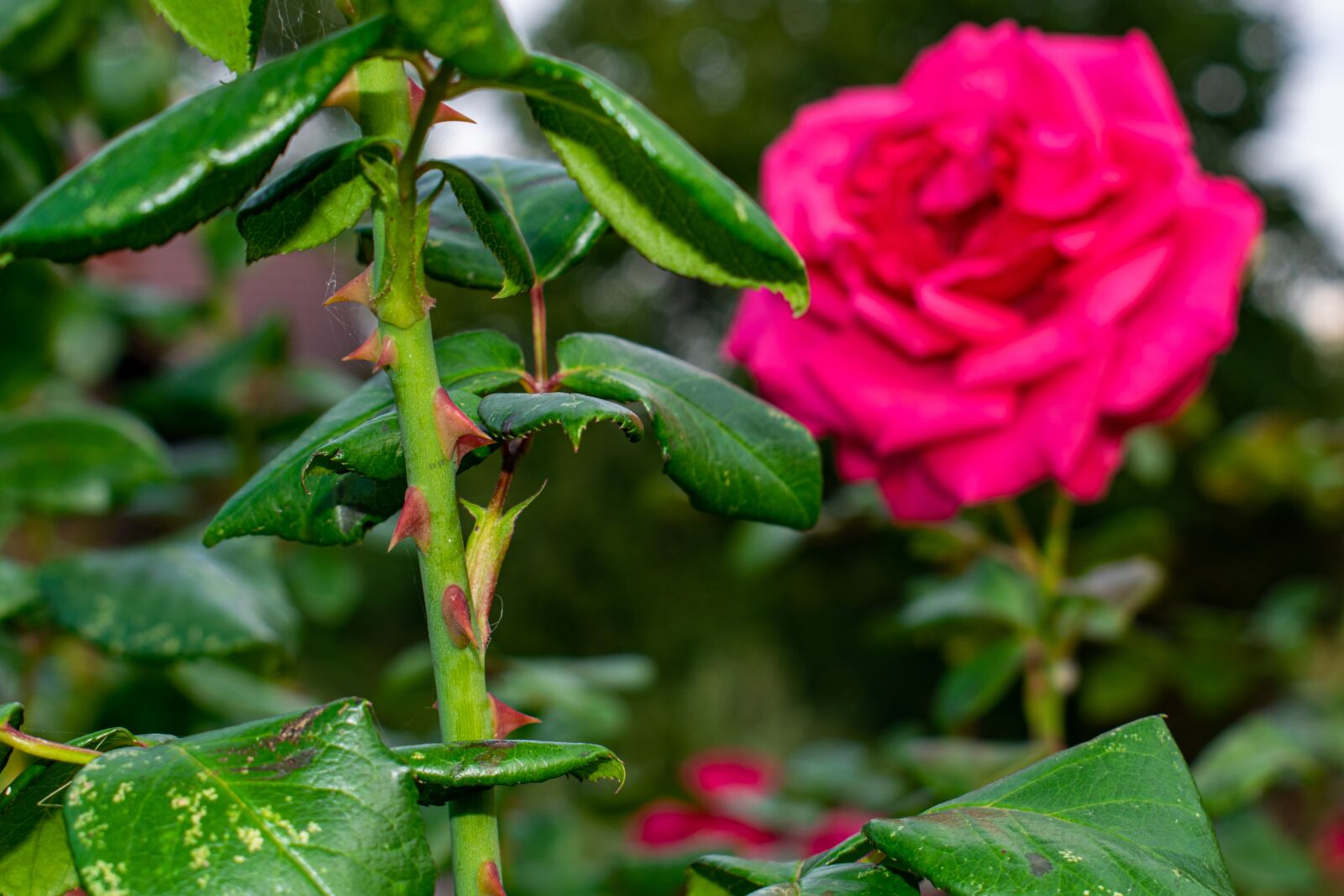 Nikon D5300 sample photo. Thorns, rose, close up photography