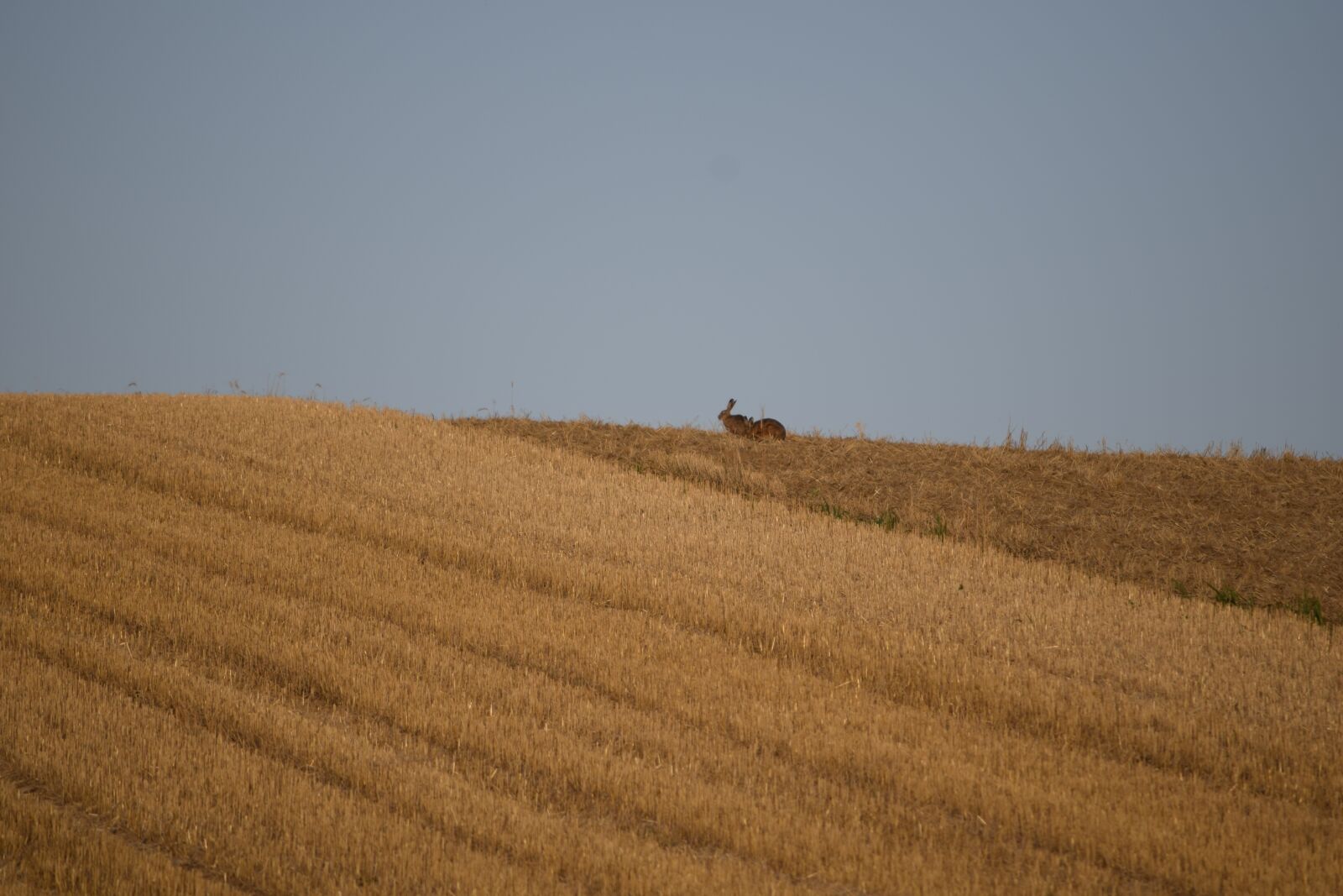 Nikon D5300 sample photo. Hare, field, animal photography
