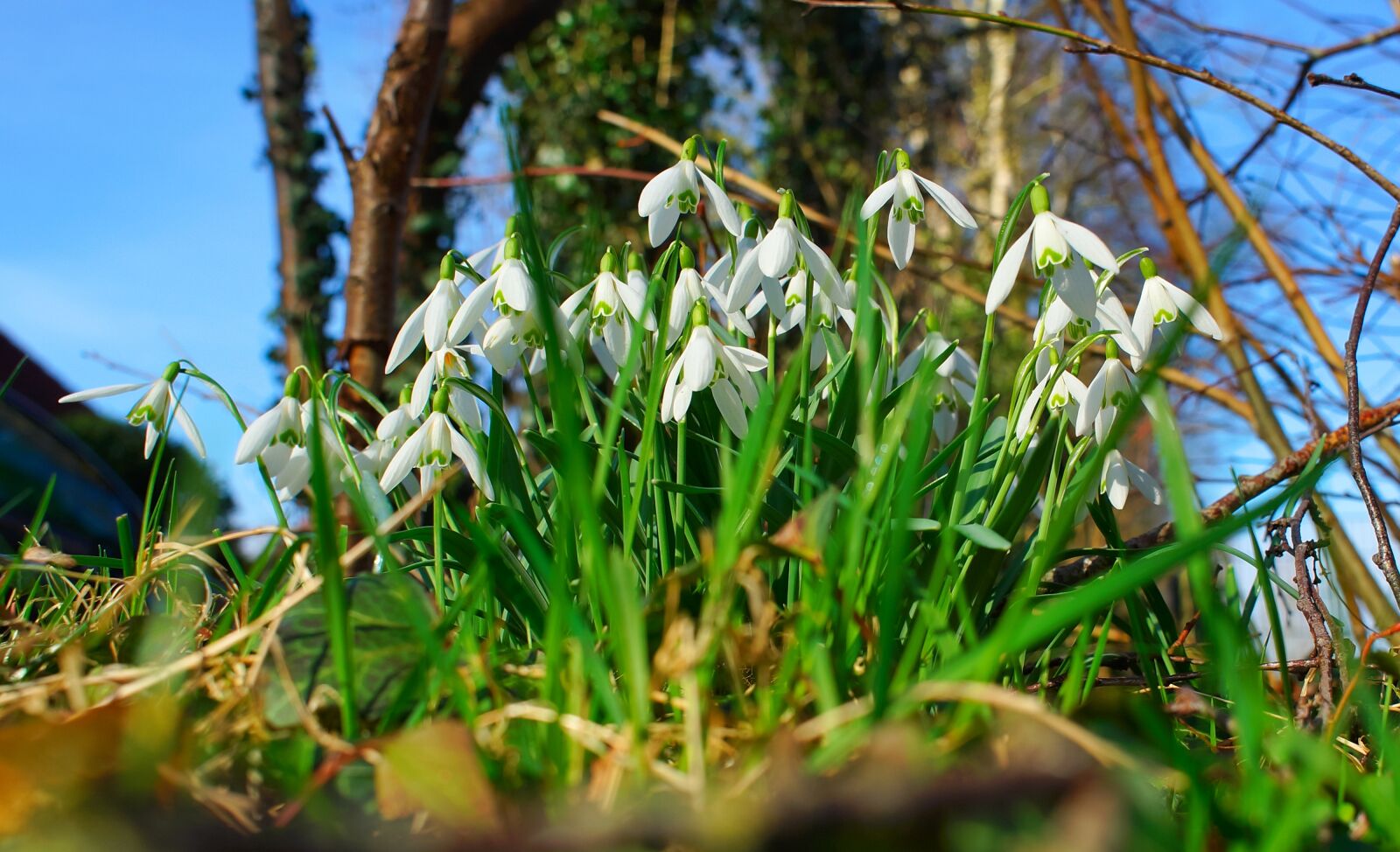 24mm F2.8 sample photo. Snowdrop, flowers, signs of photography