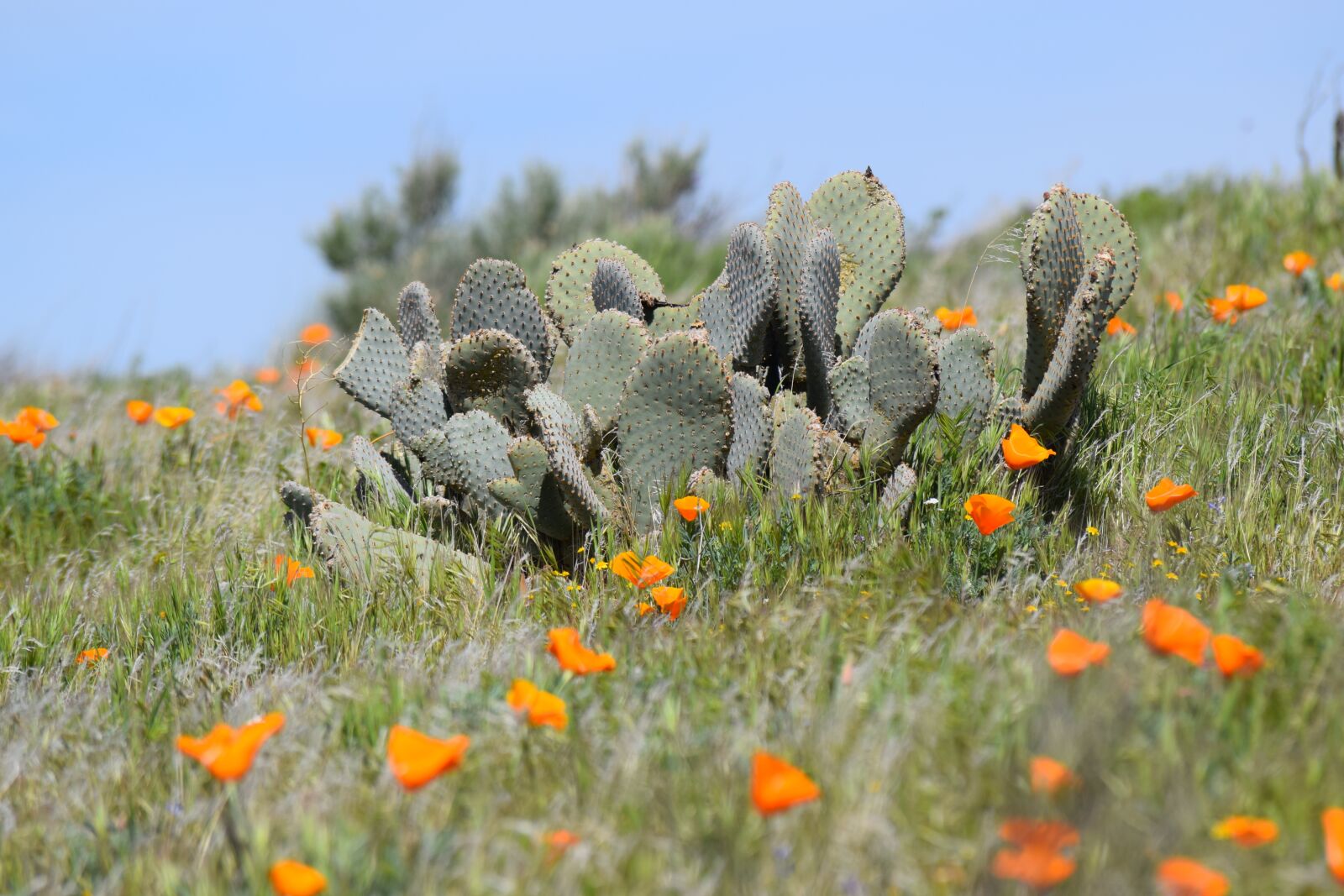 Nikon D3300 sample photo. Cactus, poppies, desert photography