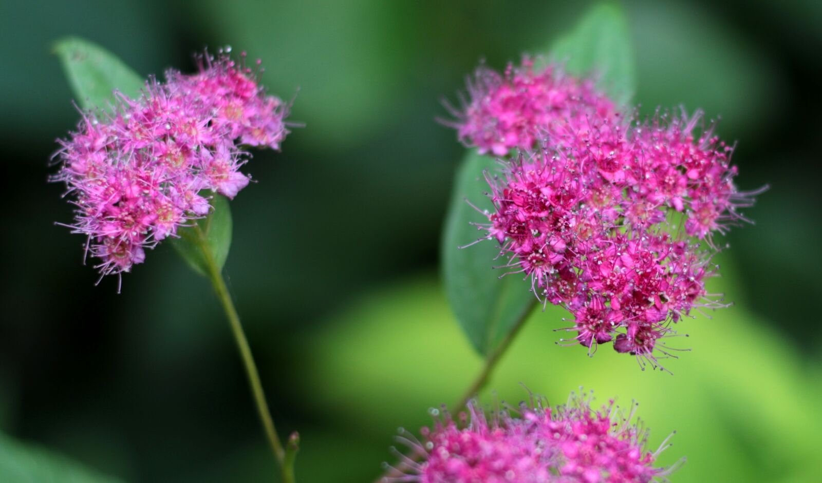 Canon EOS 7D Mark II sample photo. Spirea bumalda goldflame, spierstruik photography