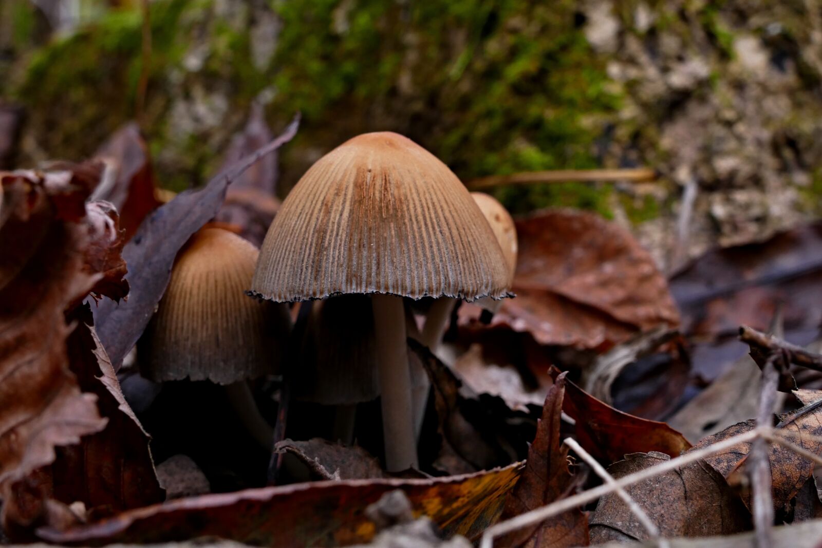 Panasonic Lumix DMC-FZ1000 sample photo. Wild mushrooms, forest, nature photography