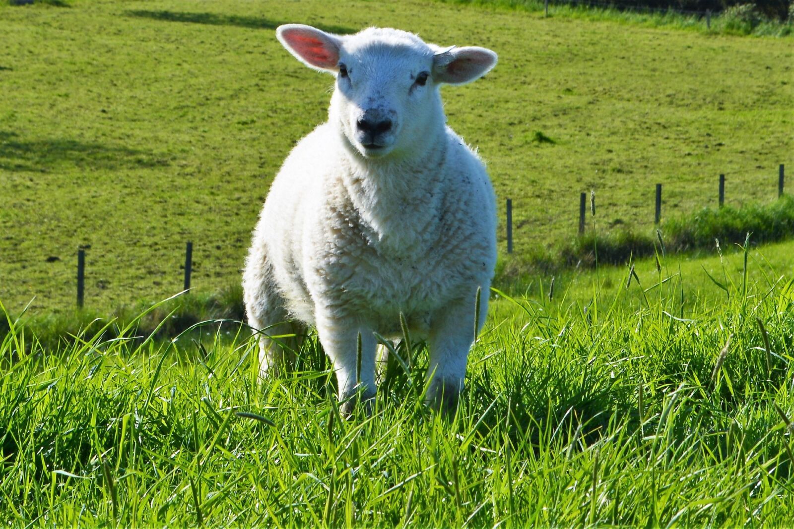 Nikon D5200 sample photo. Lamb, sheep, grass photography