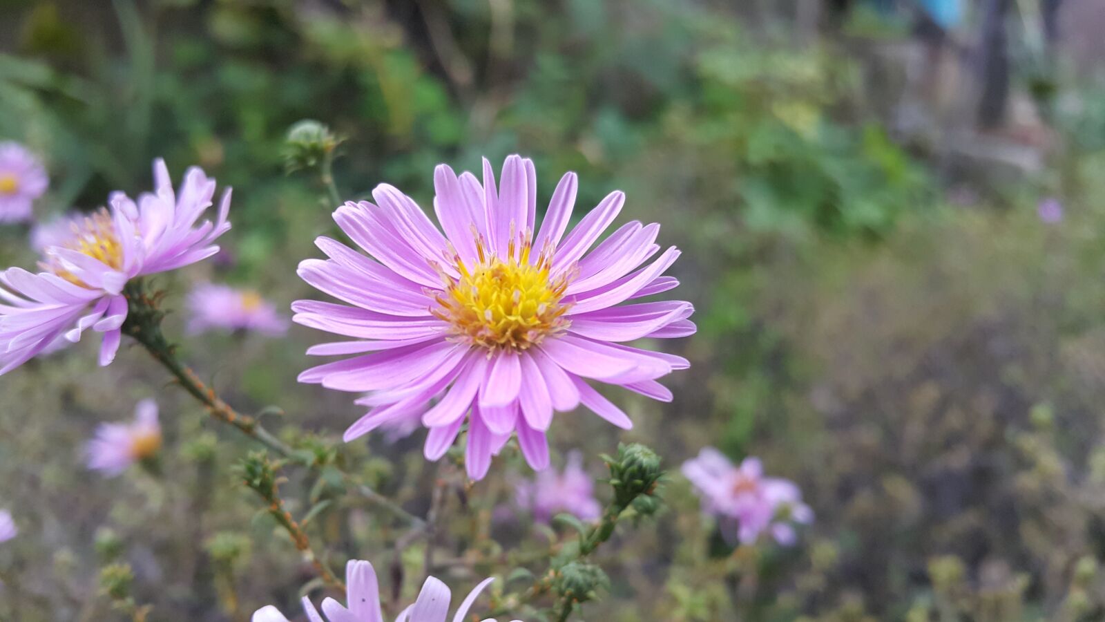 Samsung Galaxy Note4 sample photo. Flower, nature, filetowy photography