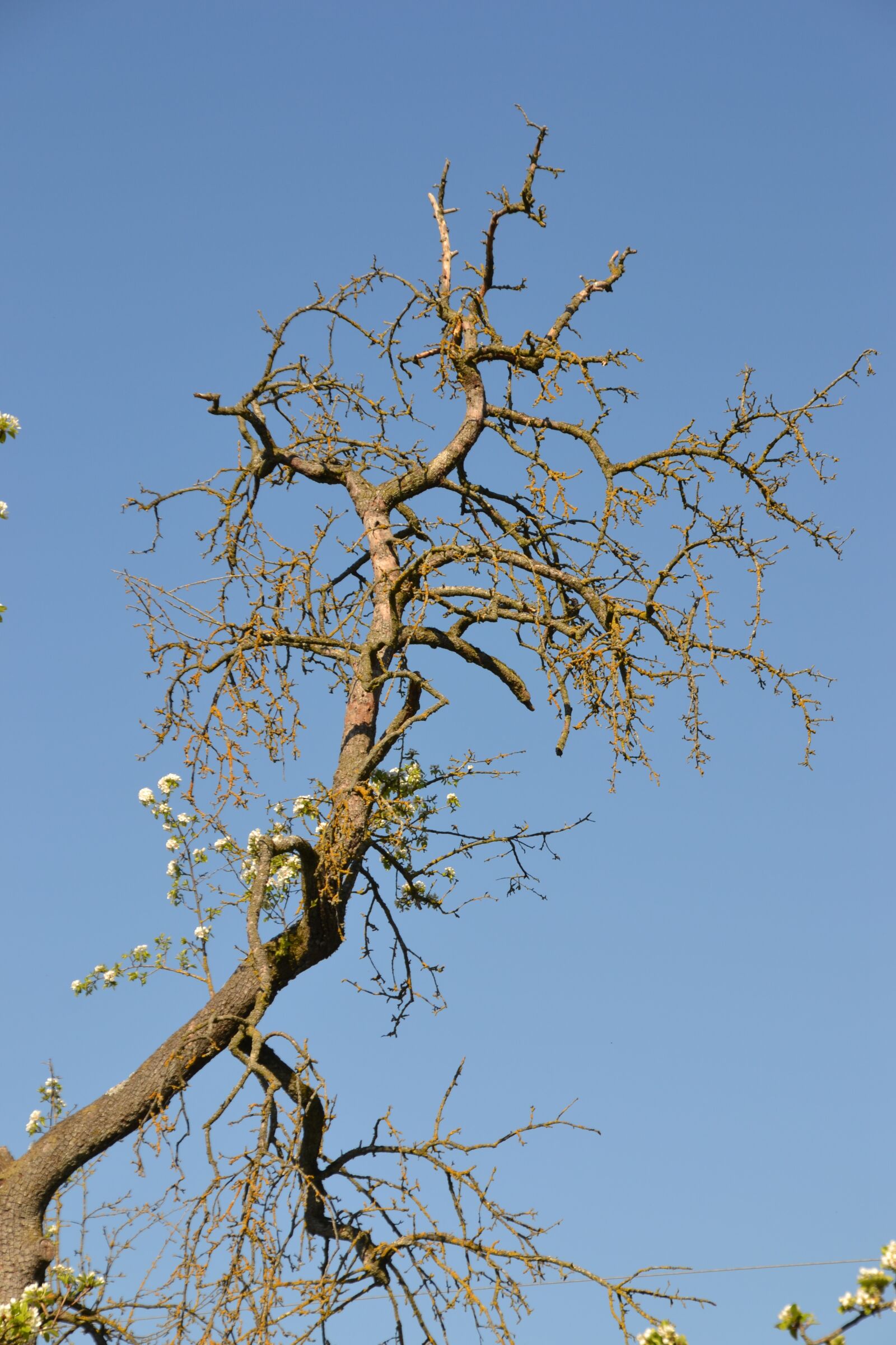 Nikon D3100 sample photo. Tree, old, live photography