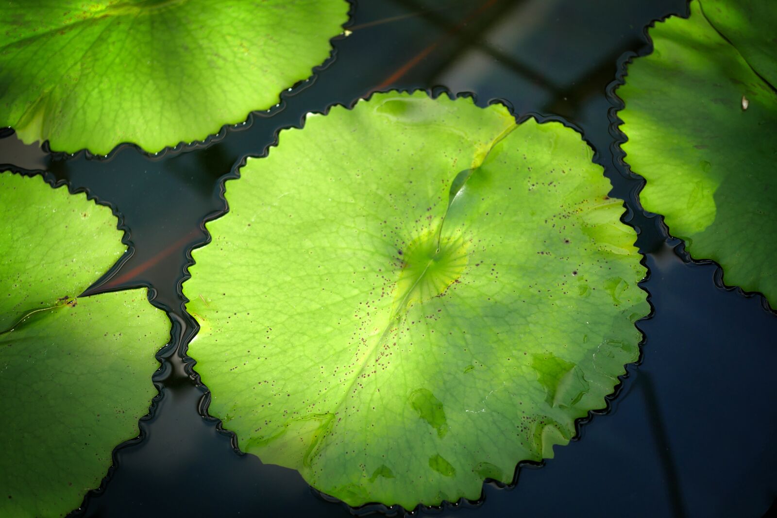Panasonic Lumix DMC-GX8 sample photo. Plant, leaf, nature photography