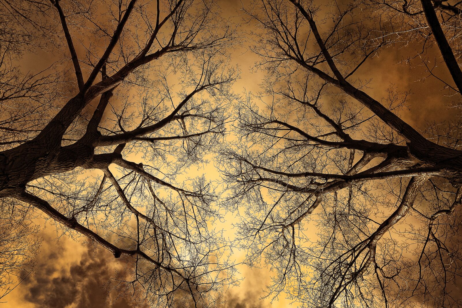 Sony Cyber-shot DSC-RX100 sample photo. Tree, tree top, branch photography
