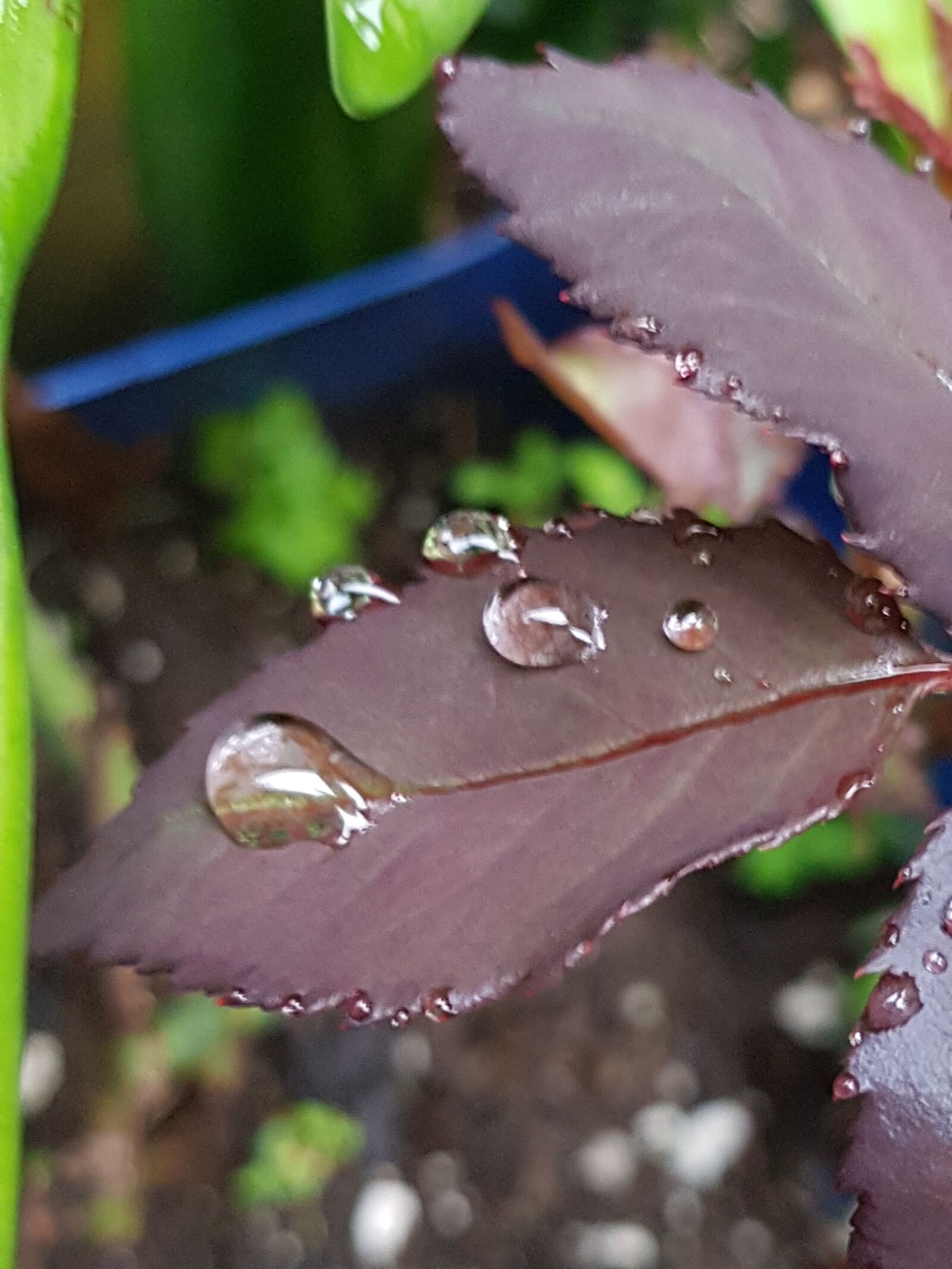 Samsung Galaxy S8 sample photo. Firs, rain, nature photography