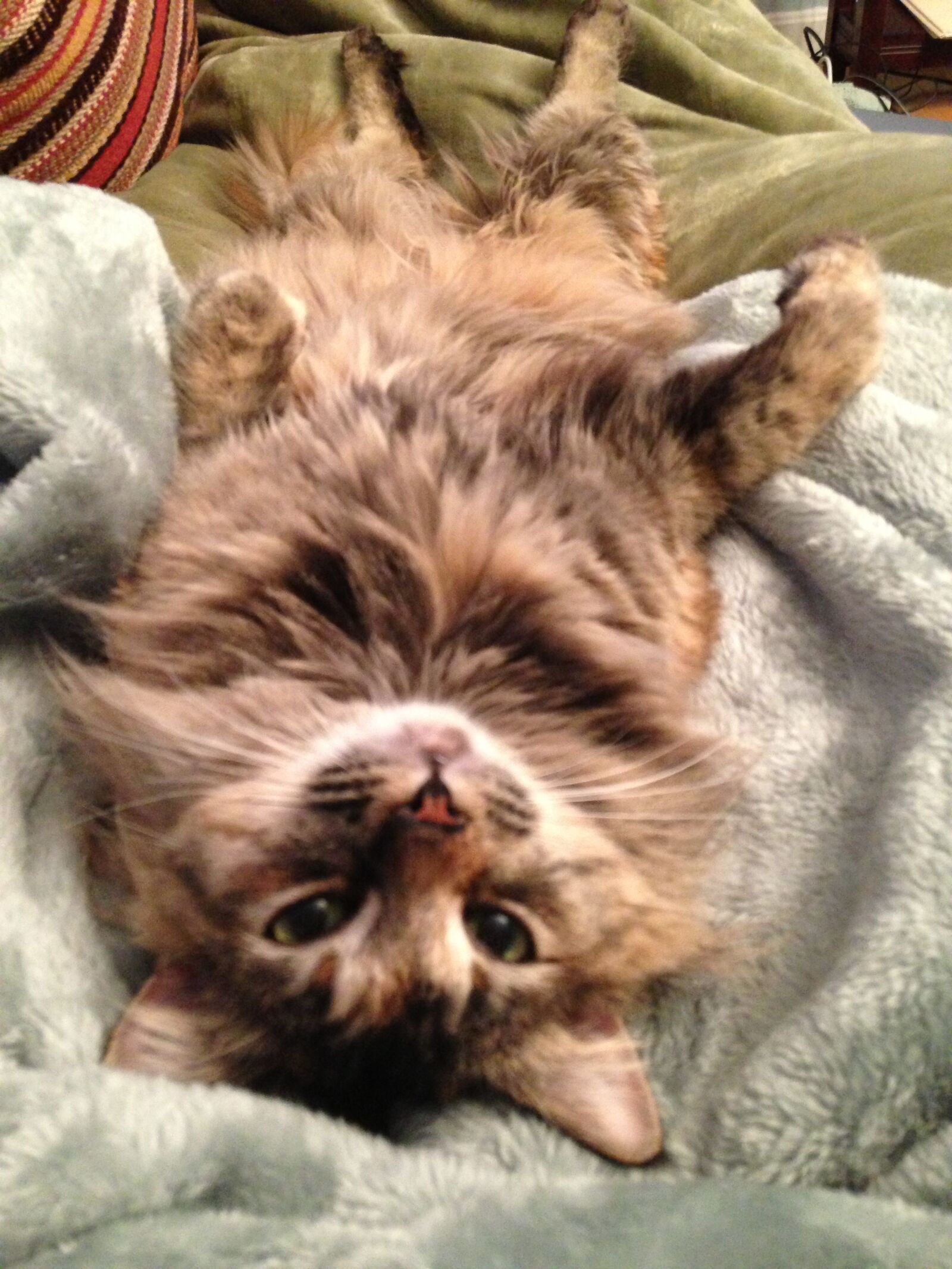 Apple iPhone 5 sample photo. Cat, fuzzy, relaxed photography