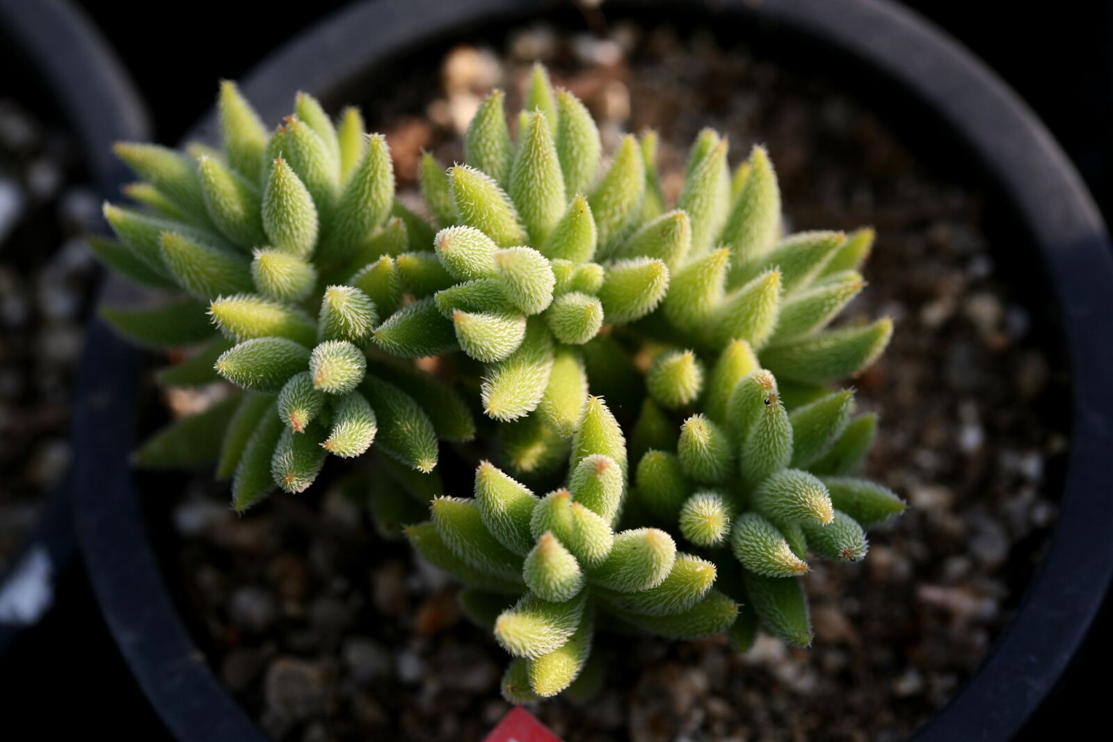 Canon EOS 5D sample photo. A fleshy plant, fleshy photography