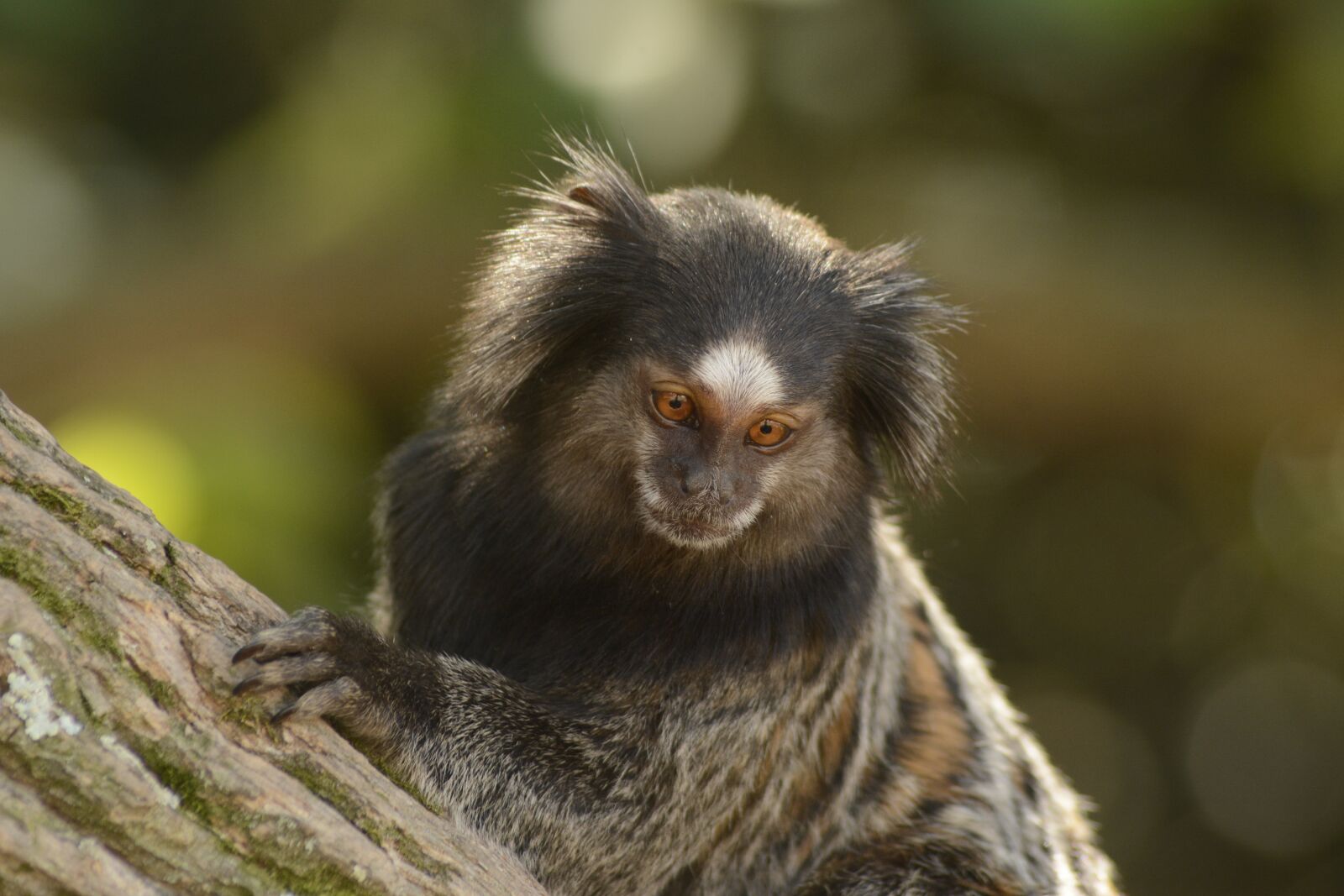 Nikon D7100 sample photo. Monkey, nature, forest photography