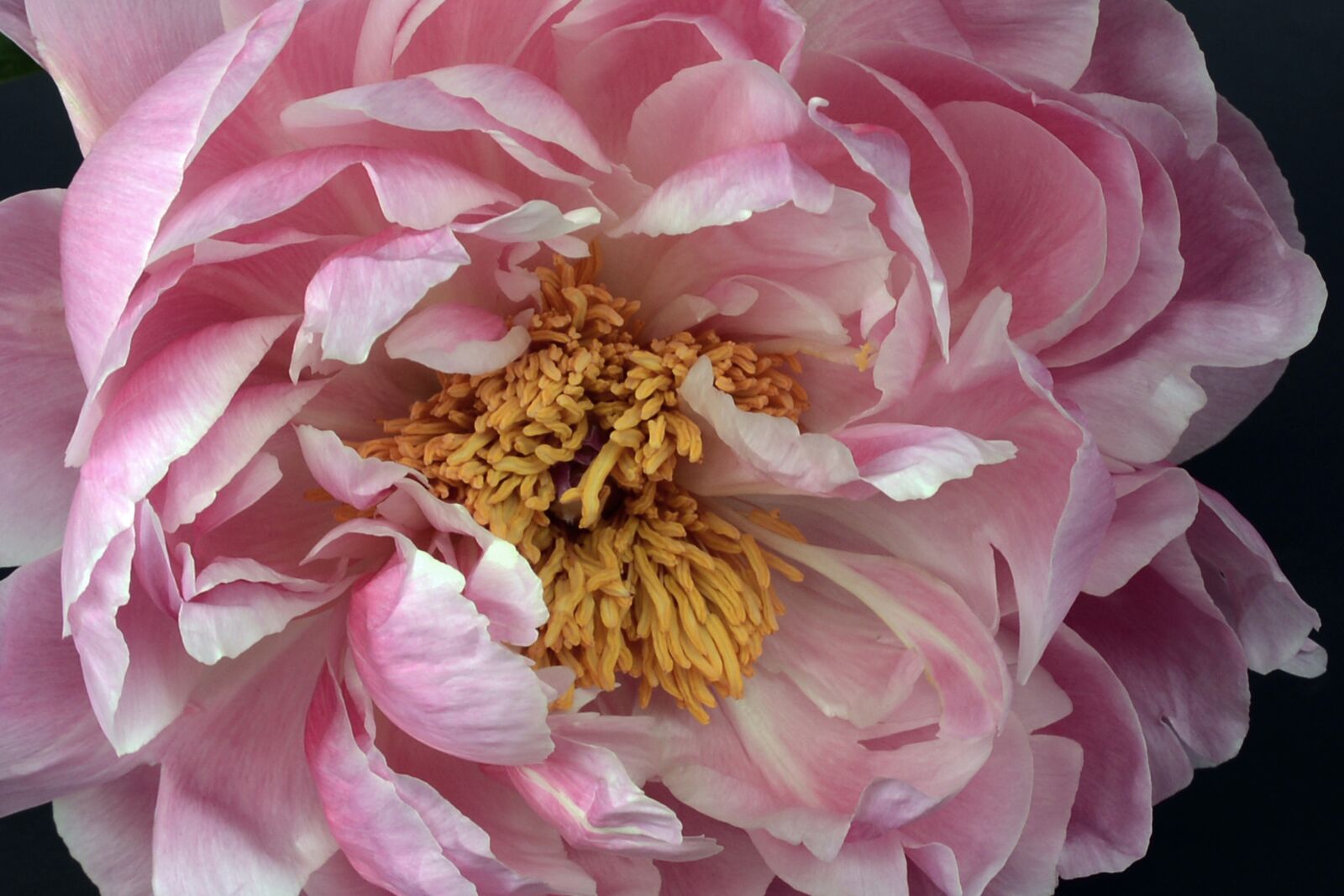 Nikon D7100 sample photo. Peony, blossom, bloom photography