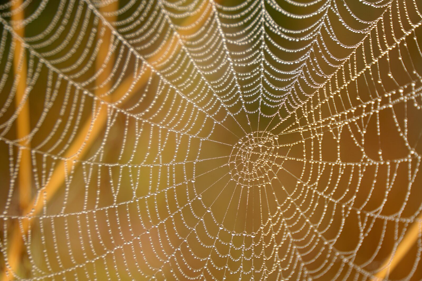 Sony a6300 sample photo. Cobweb, drop of water photography