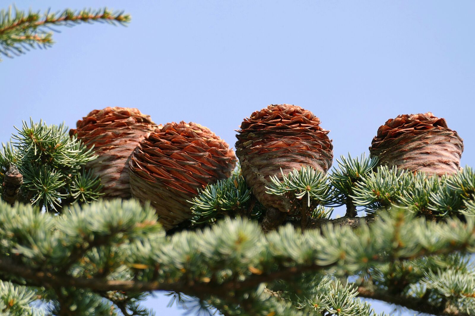 Panasonic Lumix DMC-FZ1000 sample photo. Lebanon cedar, cedrus libani photography