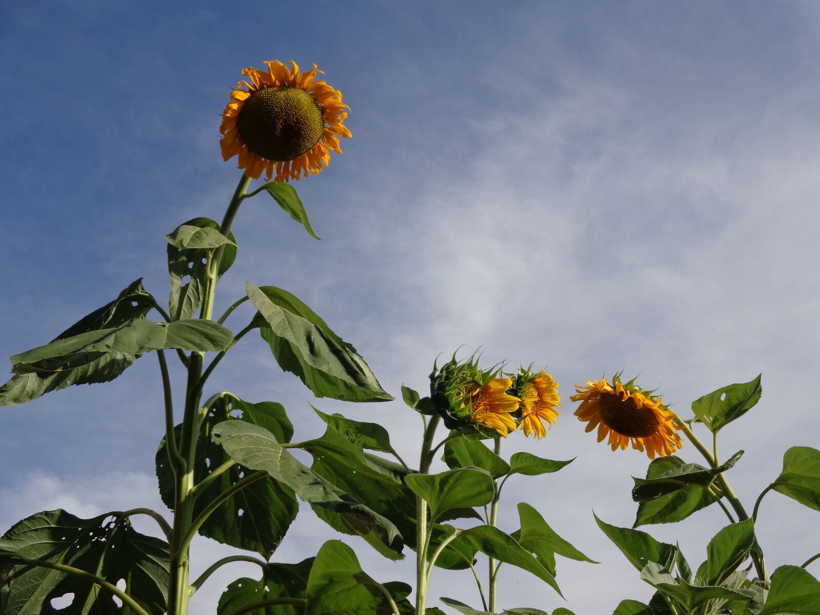 Sony DSC-W690 sample photo. "Cute suns, flowers, plant" photography