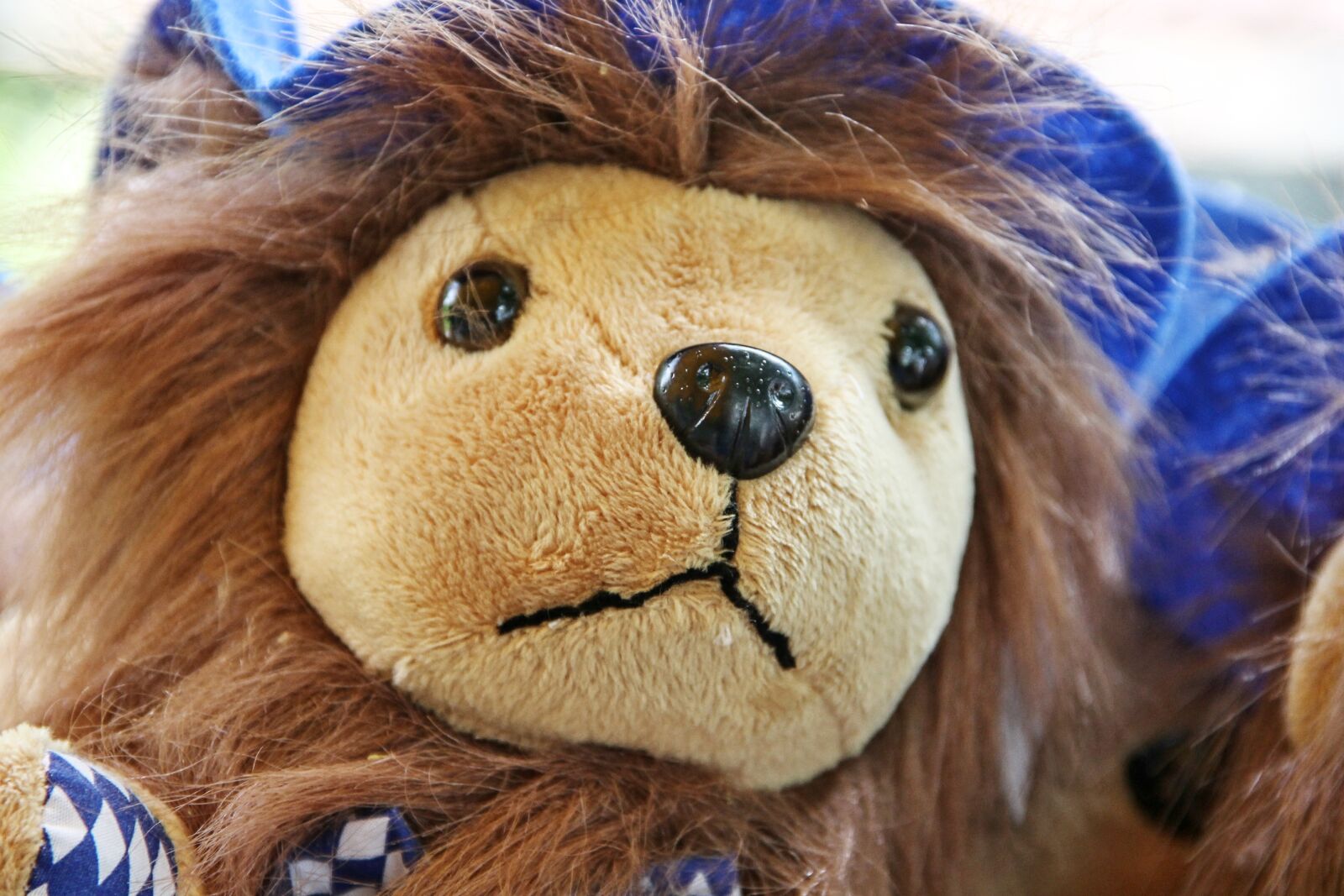Canon EOS 1100D (EOS Rebel T3 / EOS Kiss X50) sample photo. Mascot, lion, bavaria photography
