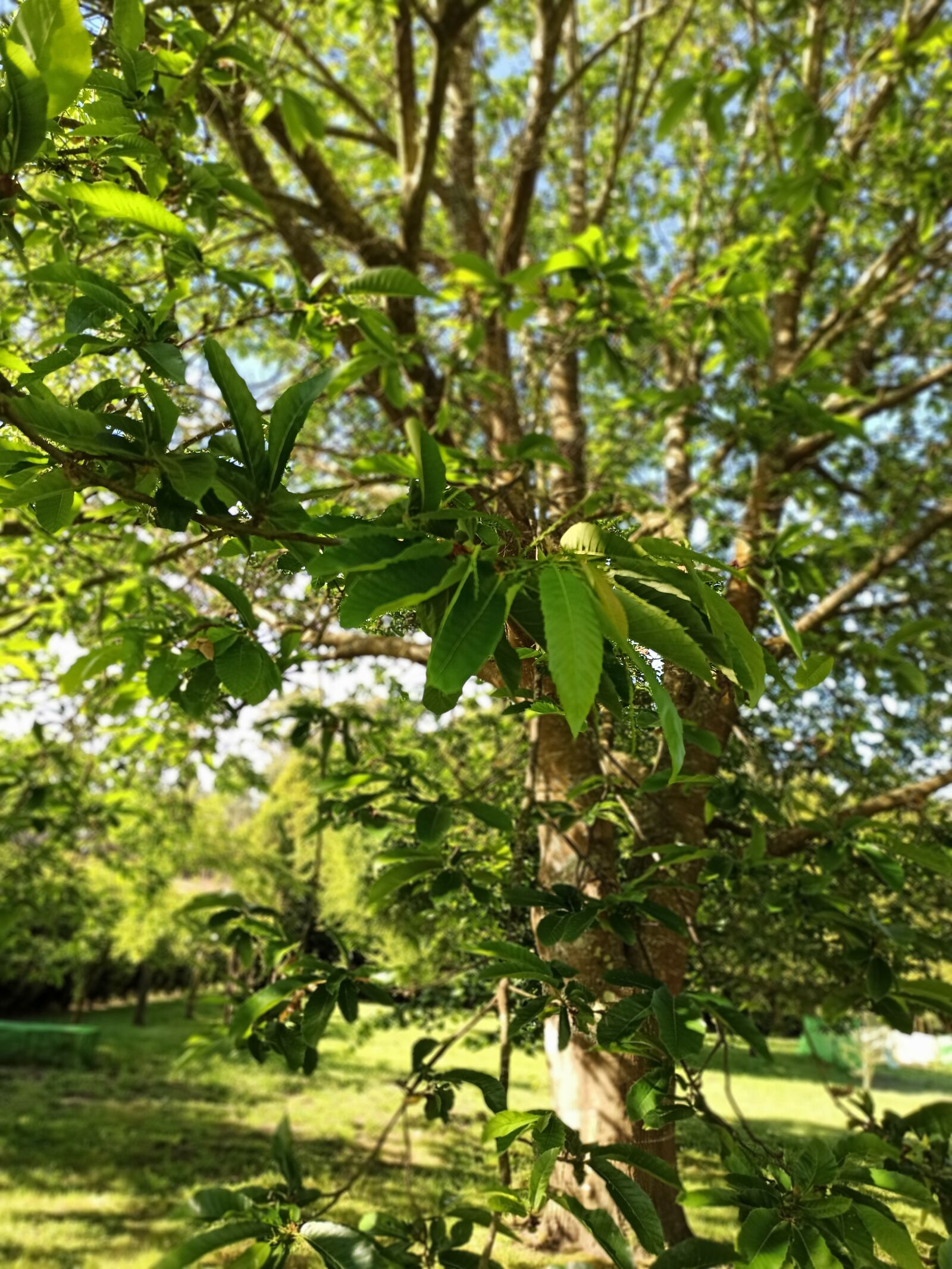 Xiaomi Redmi Note 8 Pro sample photo. árbol, hojas, verde photography