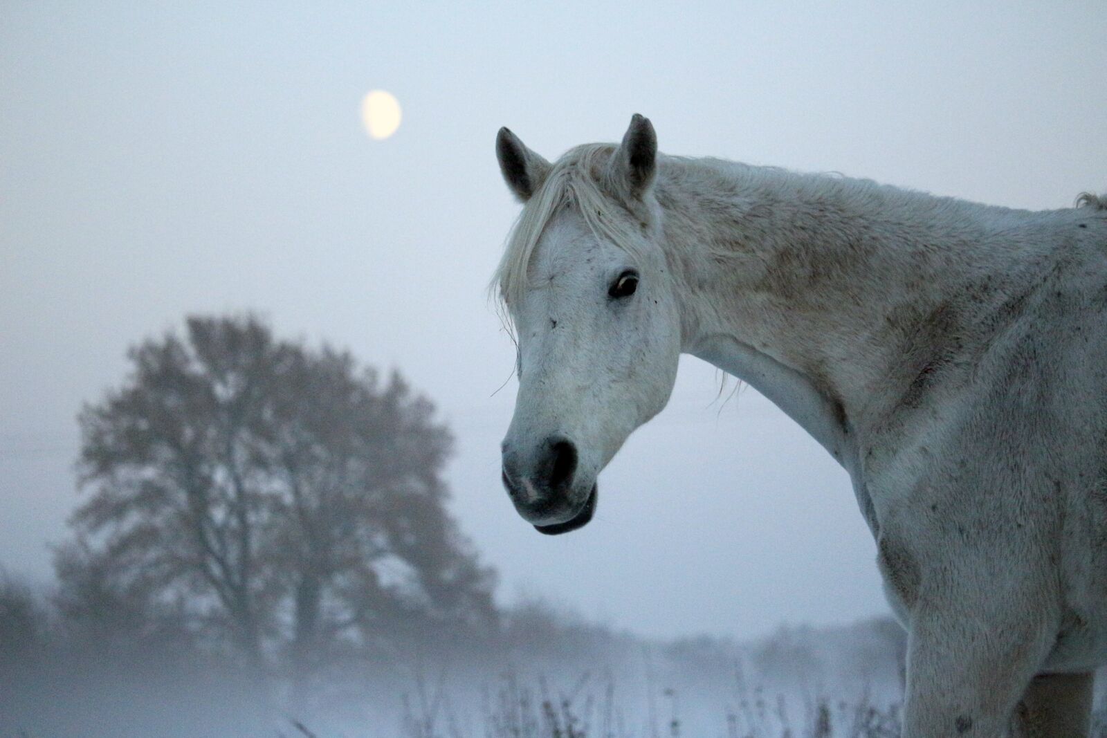 Canon EOS 100D (EOS Rebel SL1 / EOS Kiss X7) sample photo. Horse, mold, winter photography