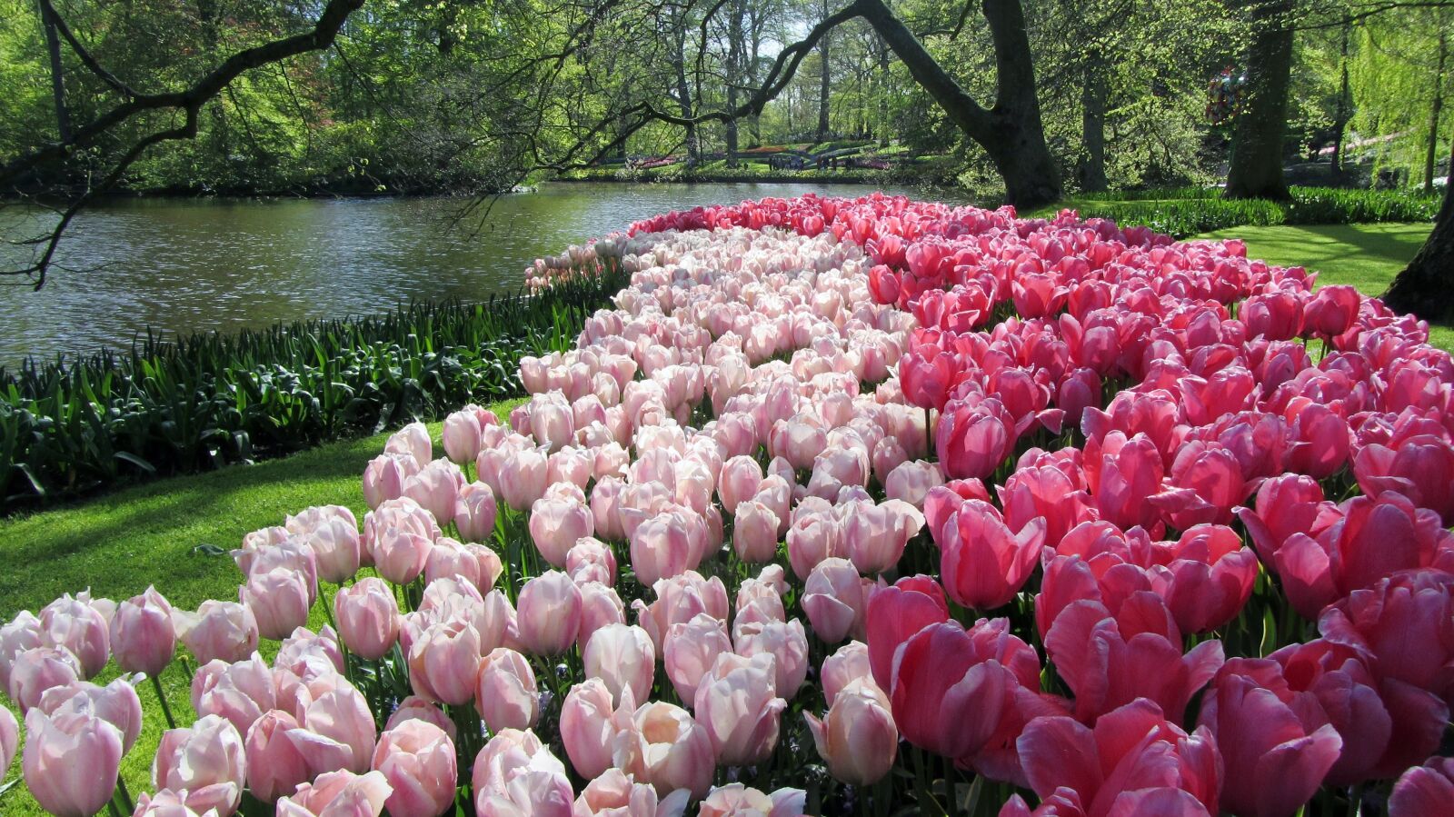 Canon PowerShot SX220 HS sample photo. Tulips, netherlands, keukenhof photography
