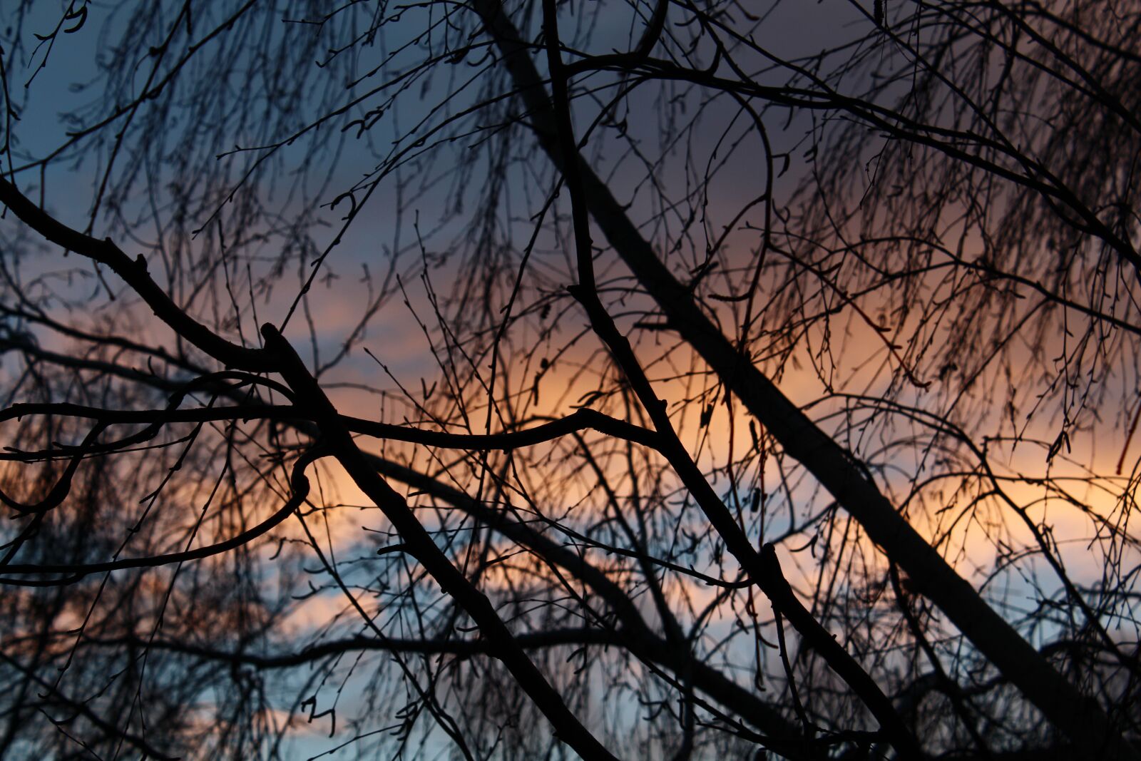 Canon EOS 650D (EOS Rebel T4i / EOS Kiss X6i) sample photo. Branch, sky, winter photography