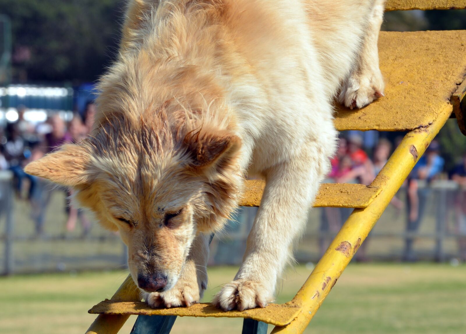 Nikon D5200 sample photo. Dog, training, climbing photography