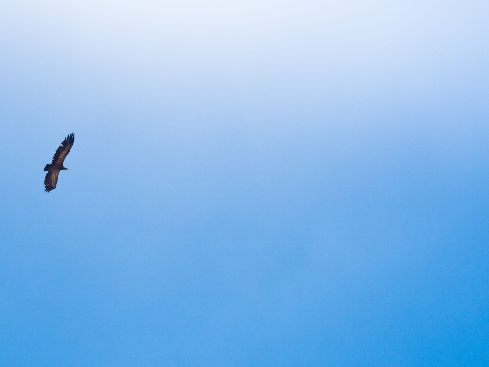 Olympus PEN-F sample photo. Vulture, bird, sky photography