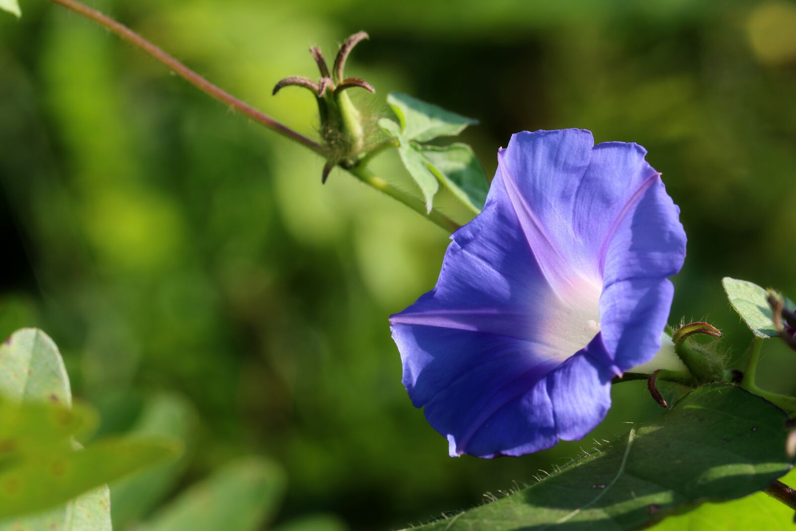 Canon EOS 7D Mark II sample photo. Morning glory, purple flowers photography
