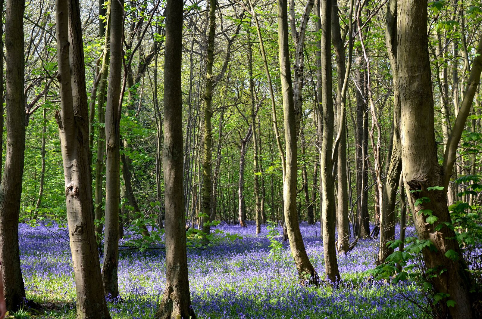 Nikon D5100 sample photo. Bluebell woods, rufford park photography