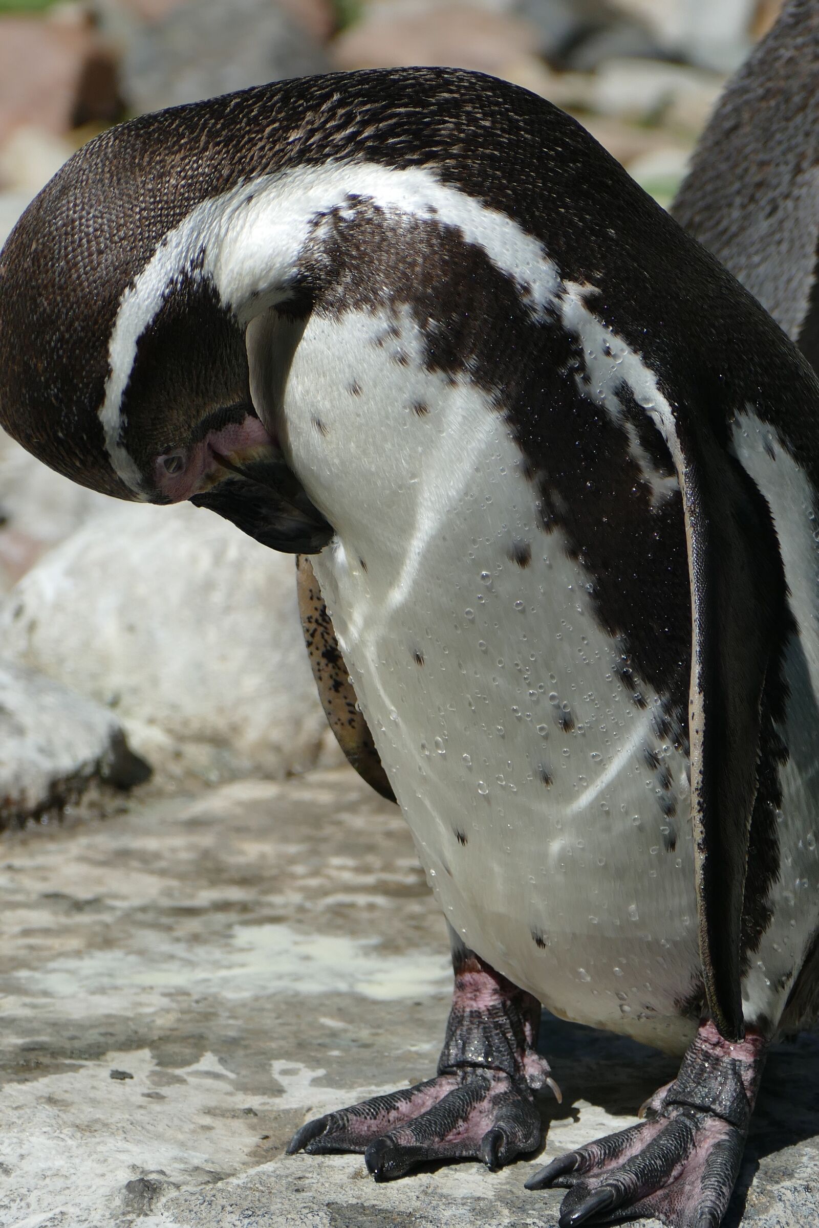 Panasonic Lumix DMC-FZ1000 sample photo. Penguin, close up, detail photography