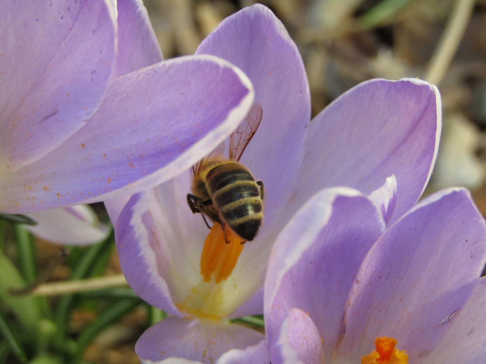 Canon PowerShot SX410 IS sample photo. Bee, pollens, spring photography