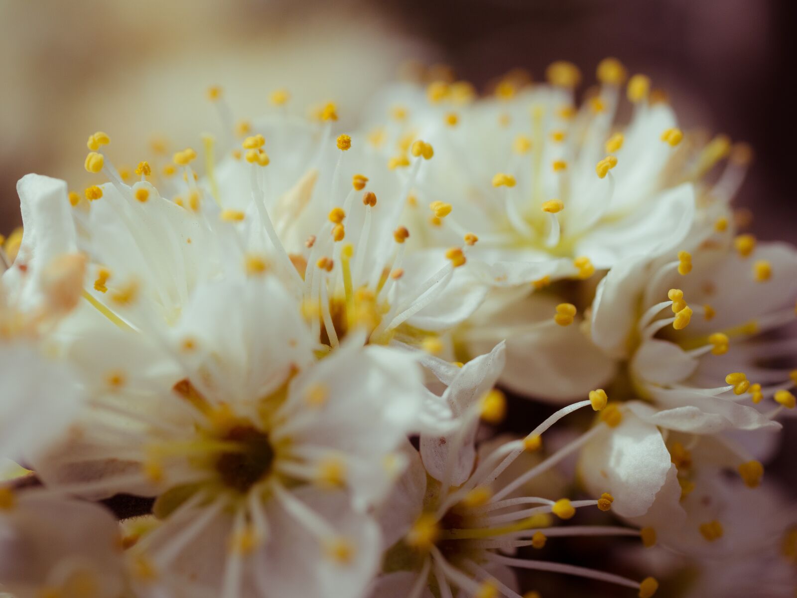 Olympus PEN E-PL9 sample photo. Flowers, white, macro photography