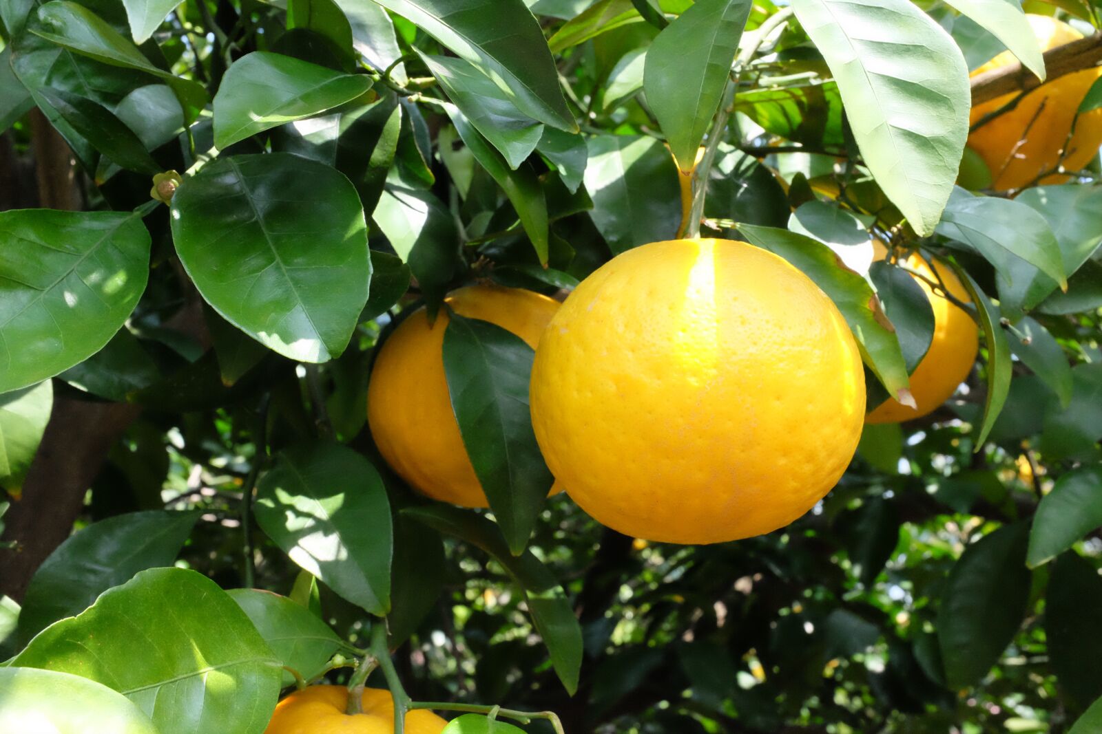 Fujifilm X100T sample photo. Fruit, leaf, food photography