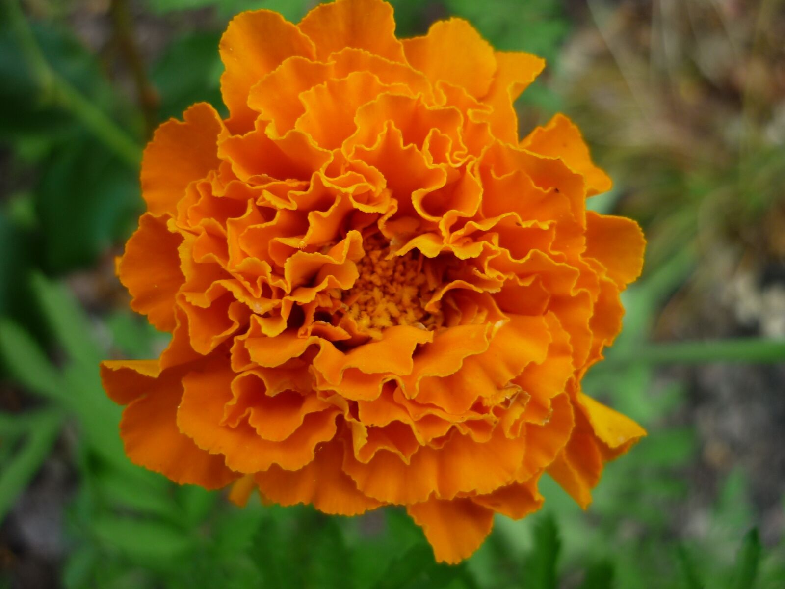 Panasonic Lumix DMC-FS6 sample photo. Marigold, nature, blossom photography