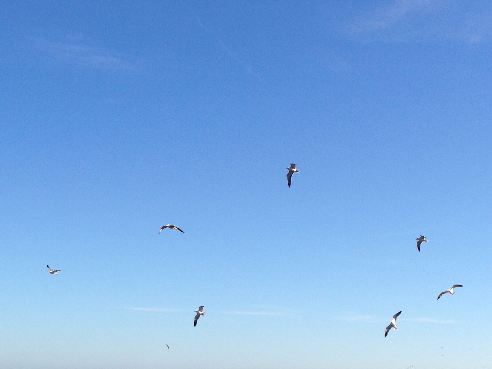 iPhone 5 back camera 4.12mm f/2.4 sample photo. Seagulls, chipiona, sky photography